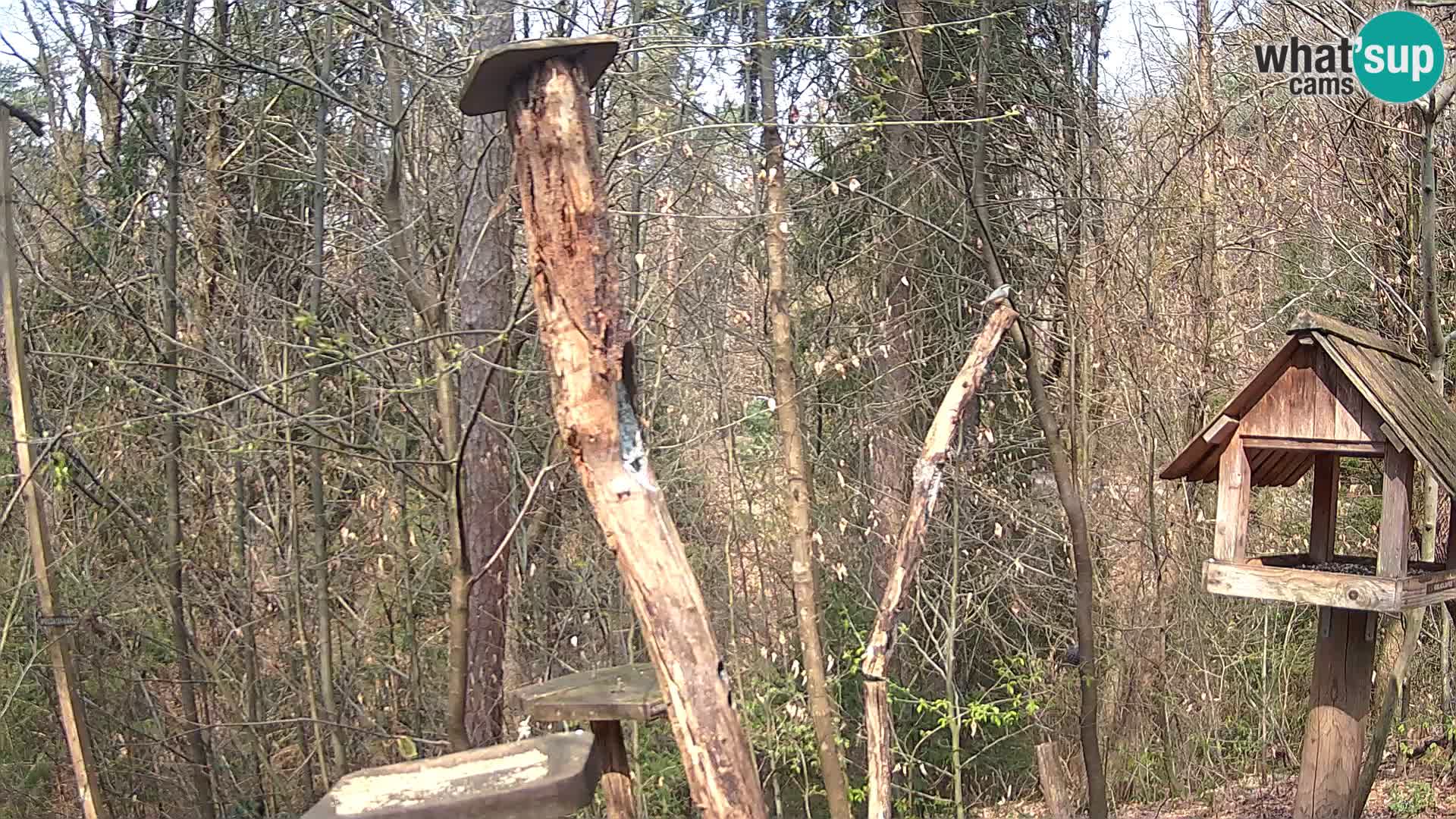 Comederos para pájaros en ZOO Ljubljana camera en vivo