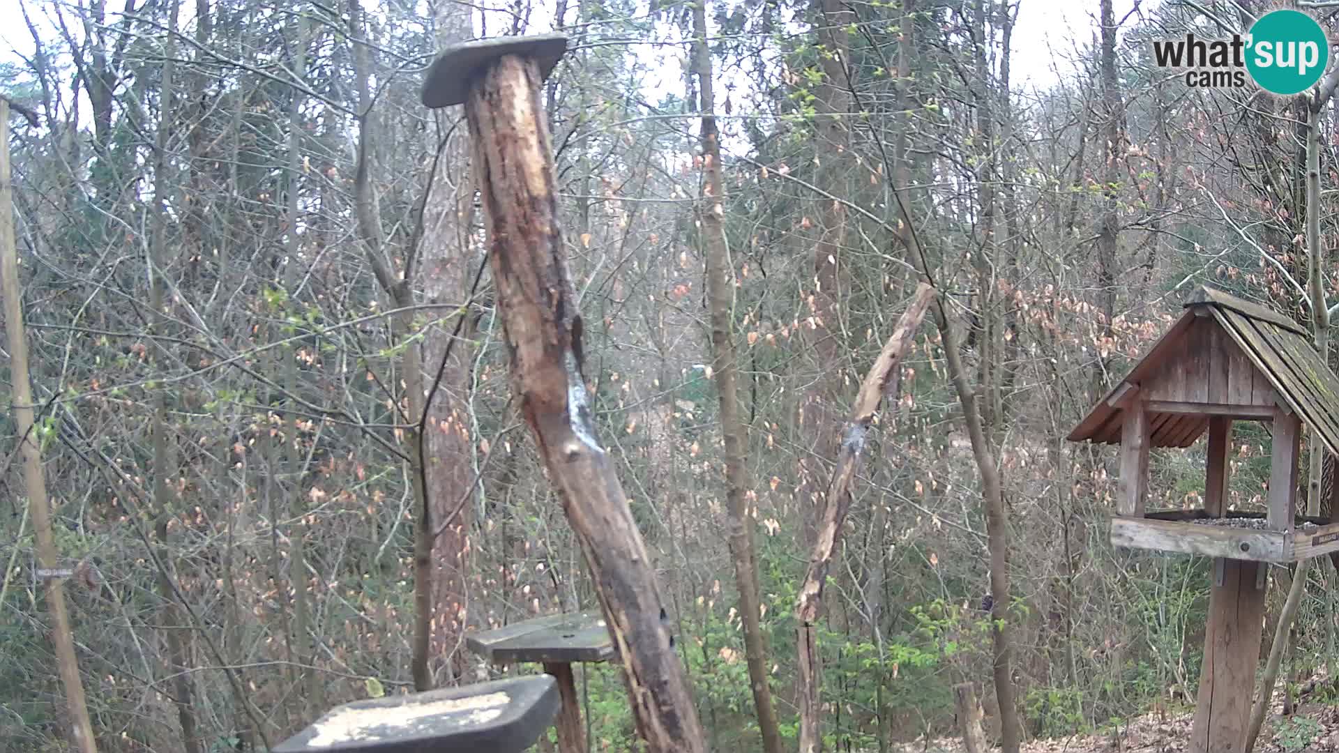 Krmilnice za ptiče v ZOO Ljubljana spletna kamera