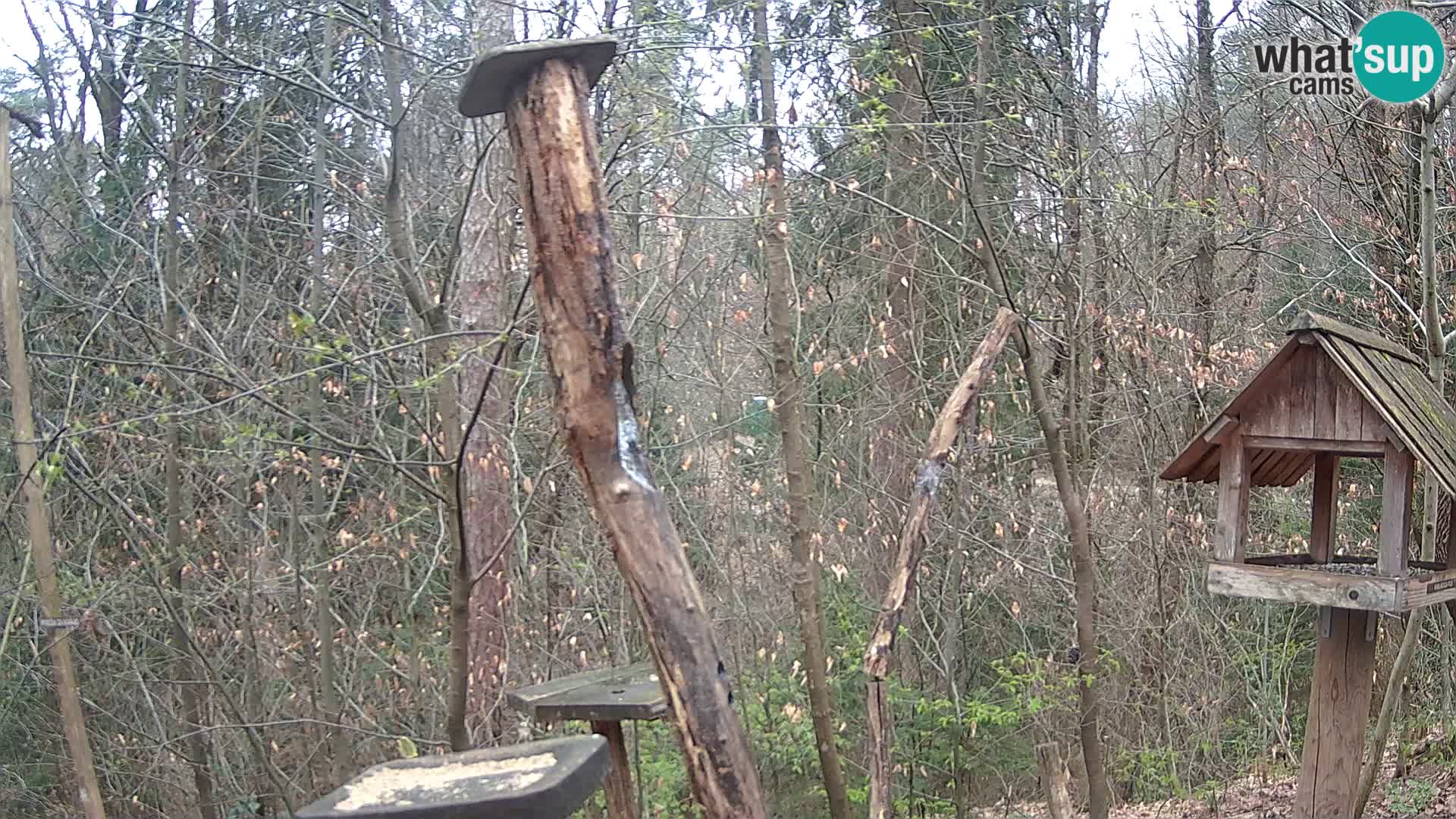 Krmilnice za ptiče v ZOO Ljubljana spletna kamera