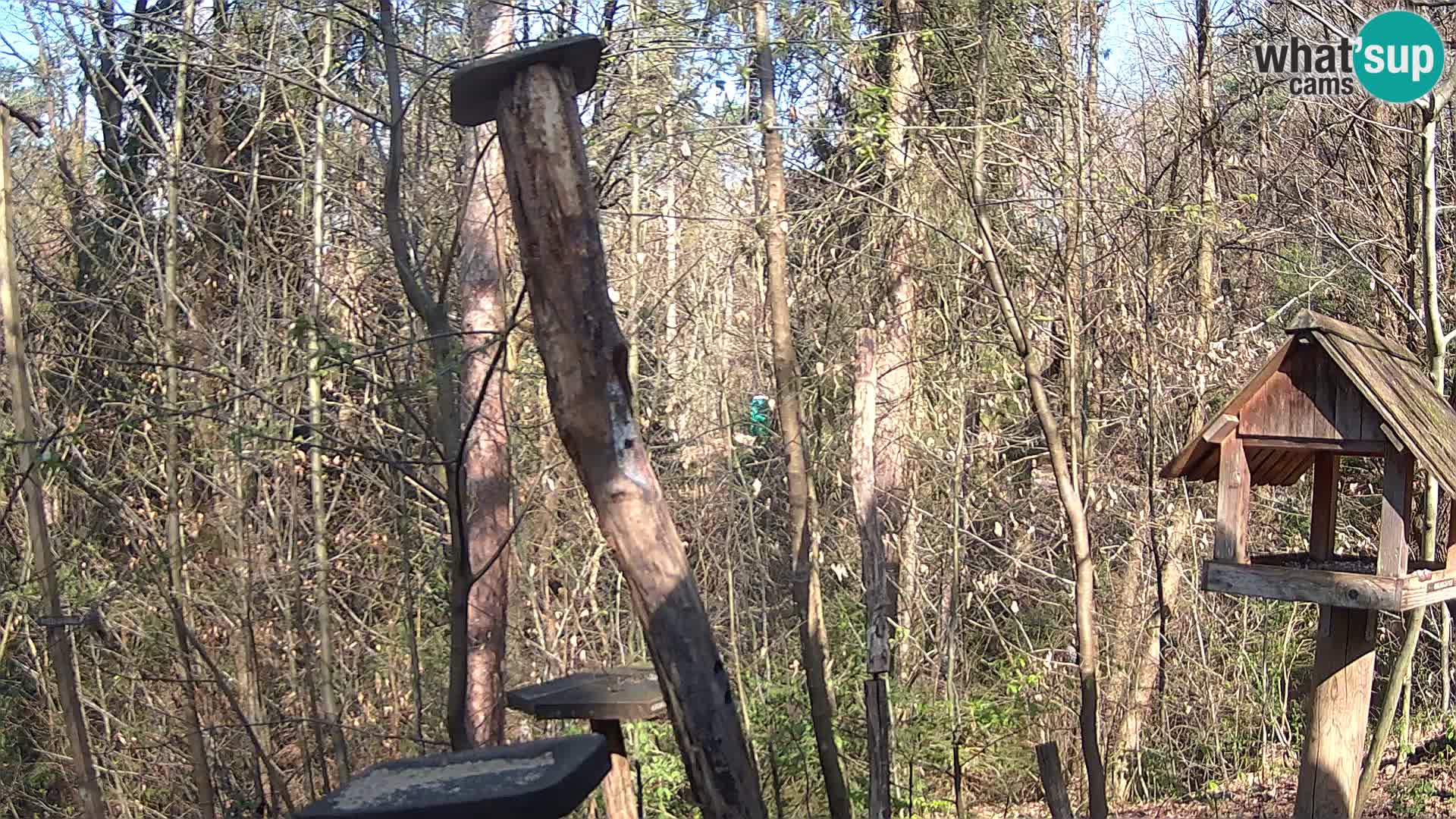 Bird feeders at ZOO Ljubljana webcam