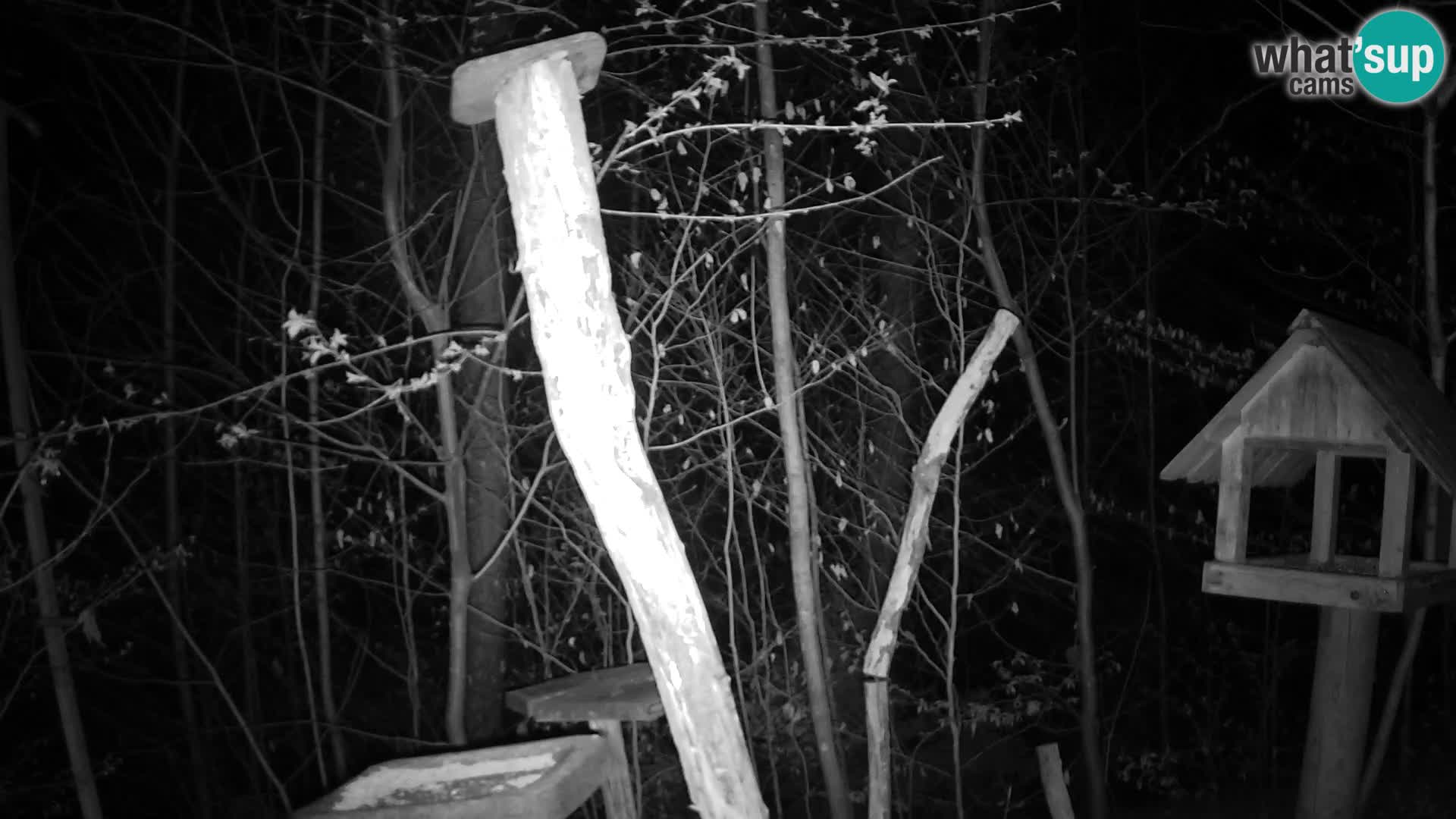 Bird feeders at ZOO Ljubljana webcam