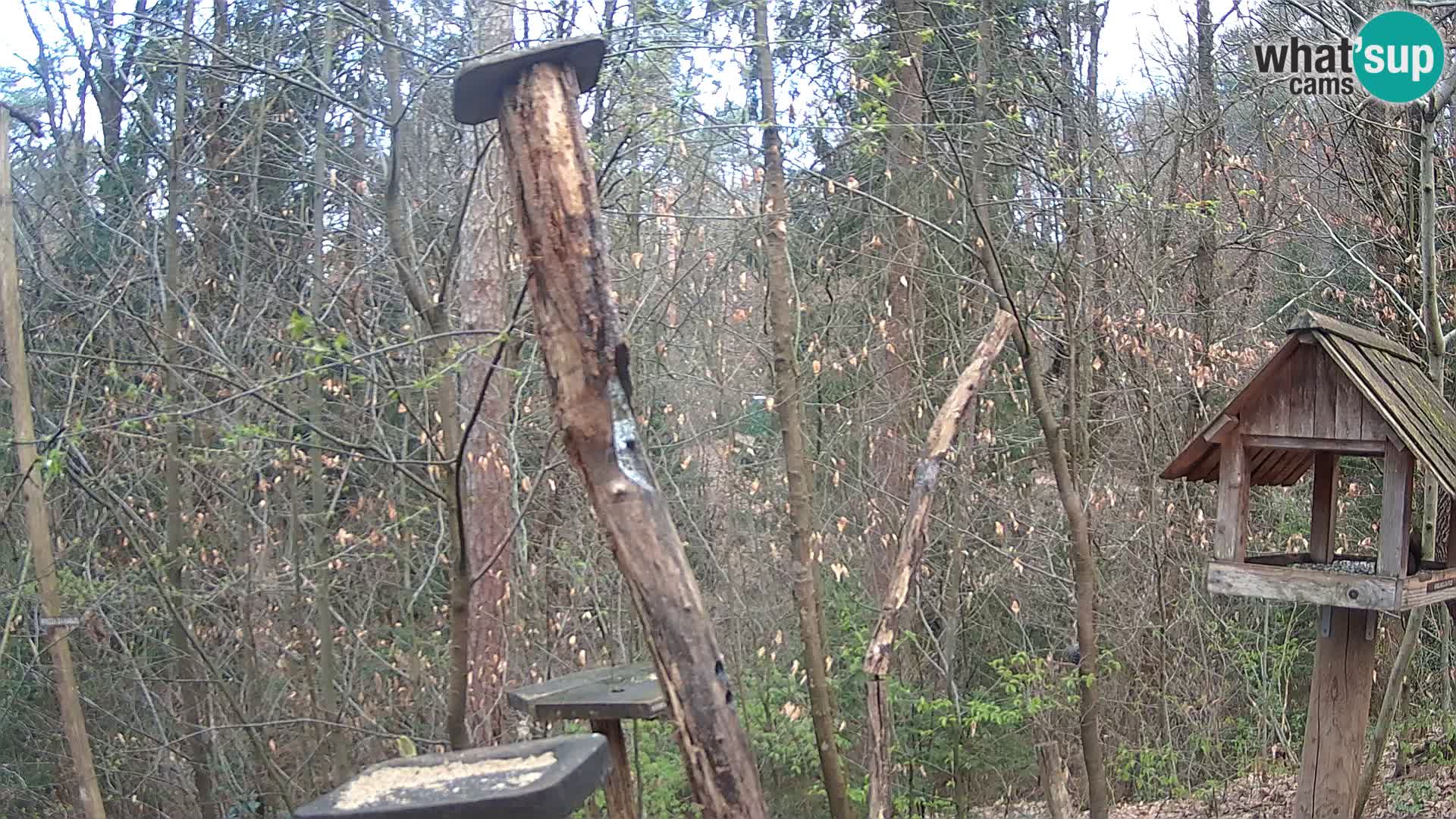 Bird feeders at ZOO Ljubljana webcam