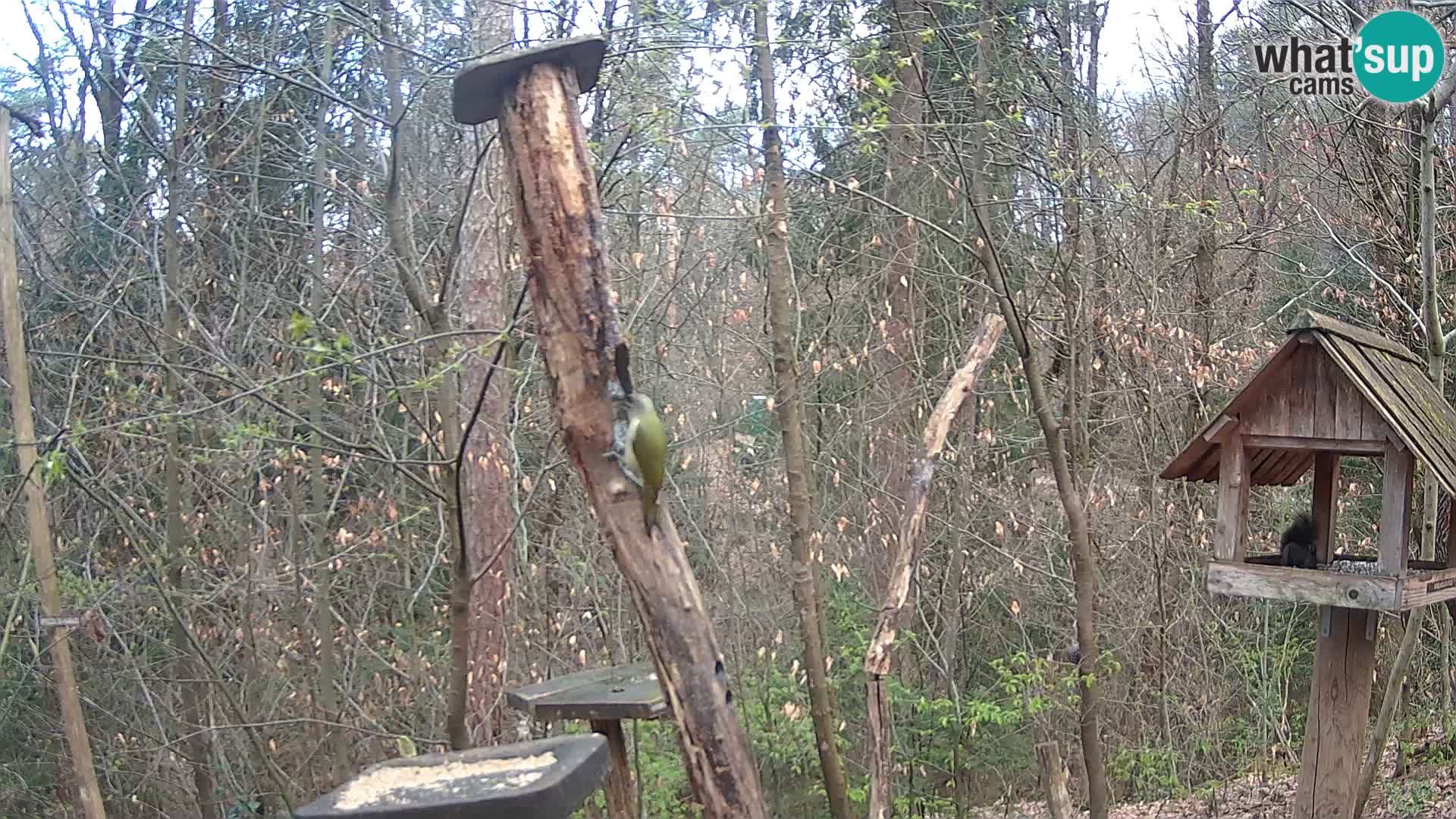 Bird feeders at ZOO Ljubljana webcam