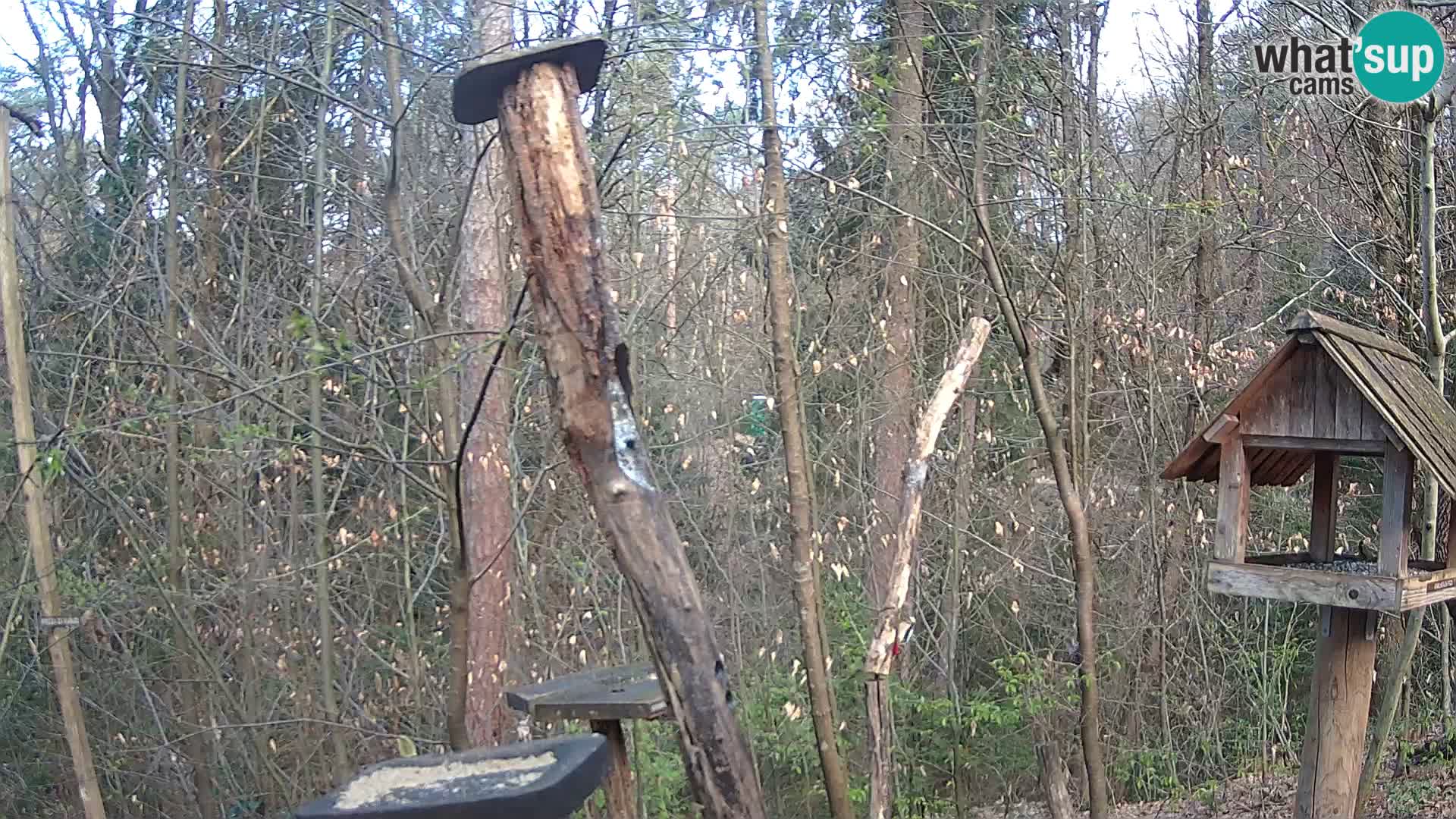 Vogelfutterhäuschen im ZOO webcam Ljubljana