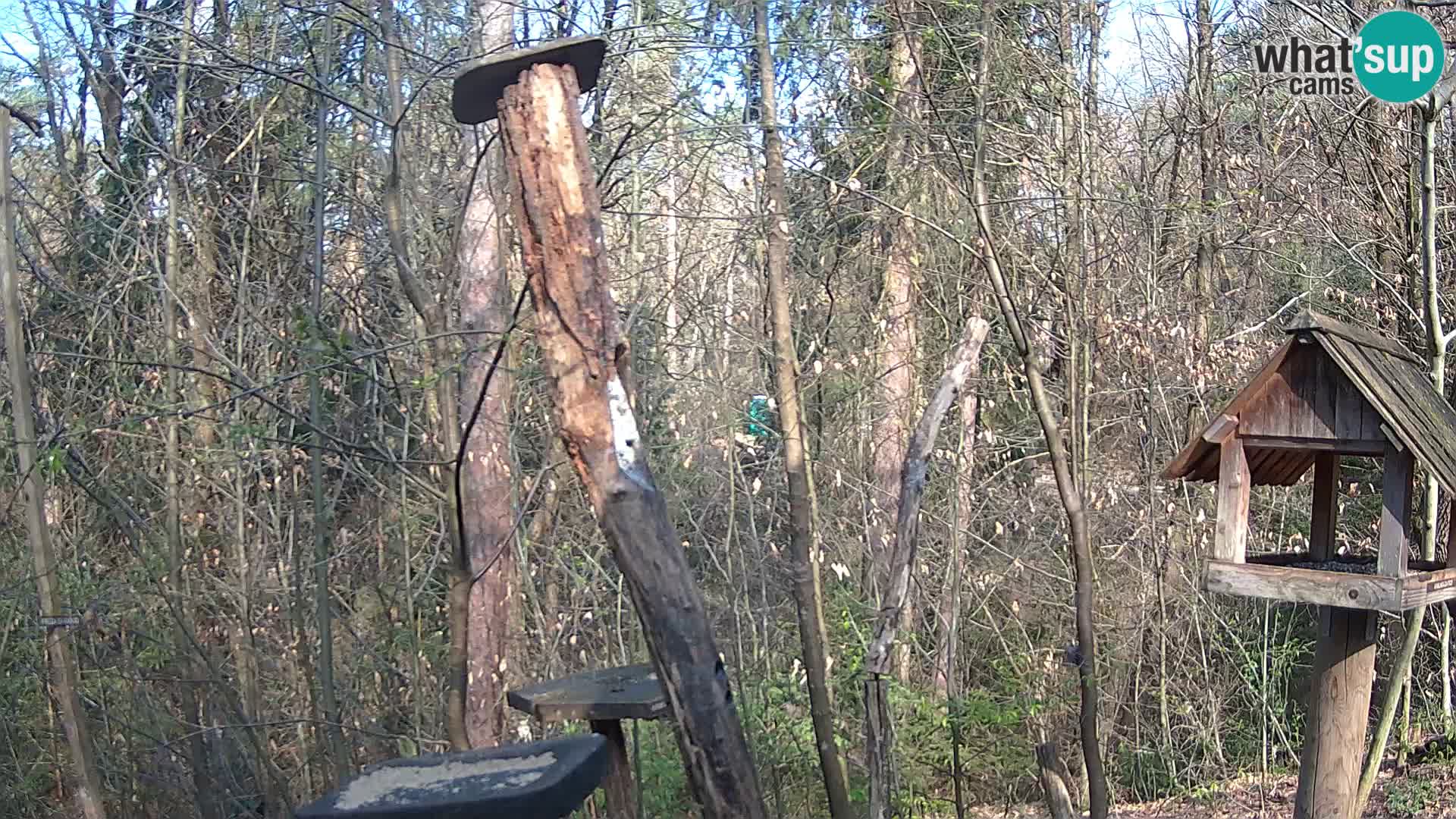 Mangeoires pour oiseaux au ZOO live webcam Ljubljana