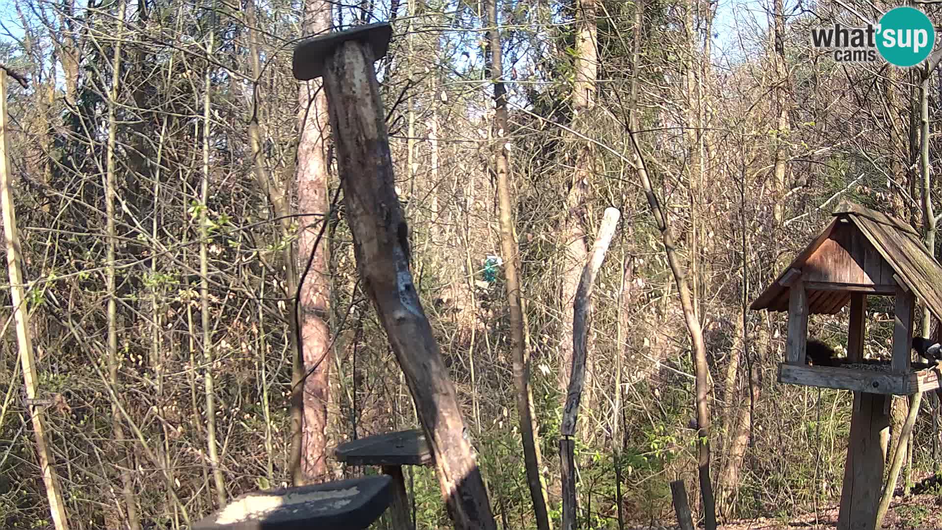 Krmilnice za ptiče v ZOO Ljubljana spletna kamera