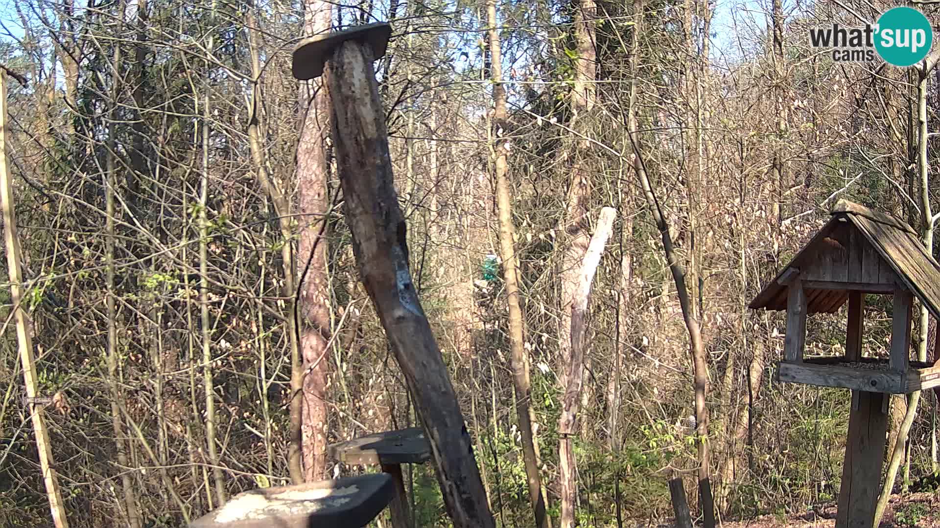 Mangeoires pour oiseaux au ZOO live webcam Ljubljana