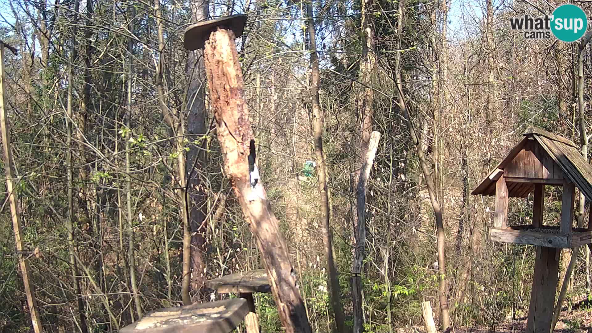 Vogelfutterhäuschen im ZOO webcam Ljubljana