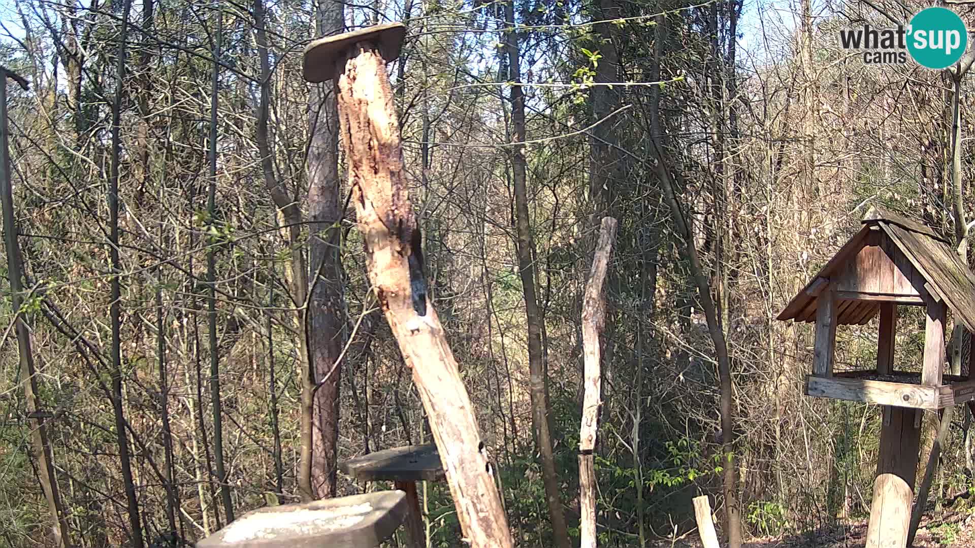 Mangeoires pour oiseaux au ZOO live webcam Ljubljana