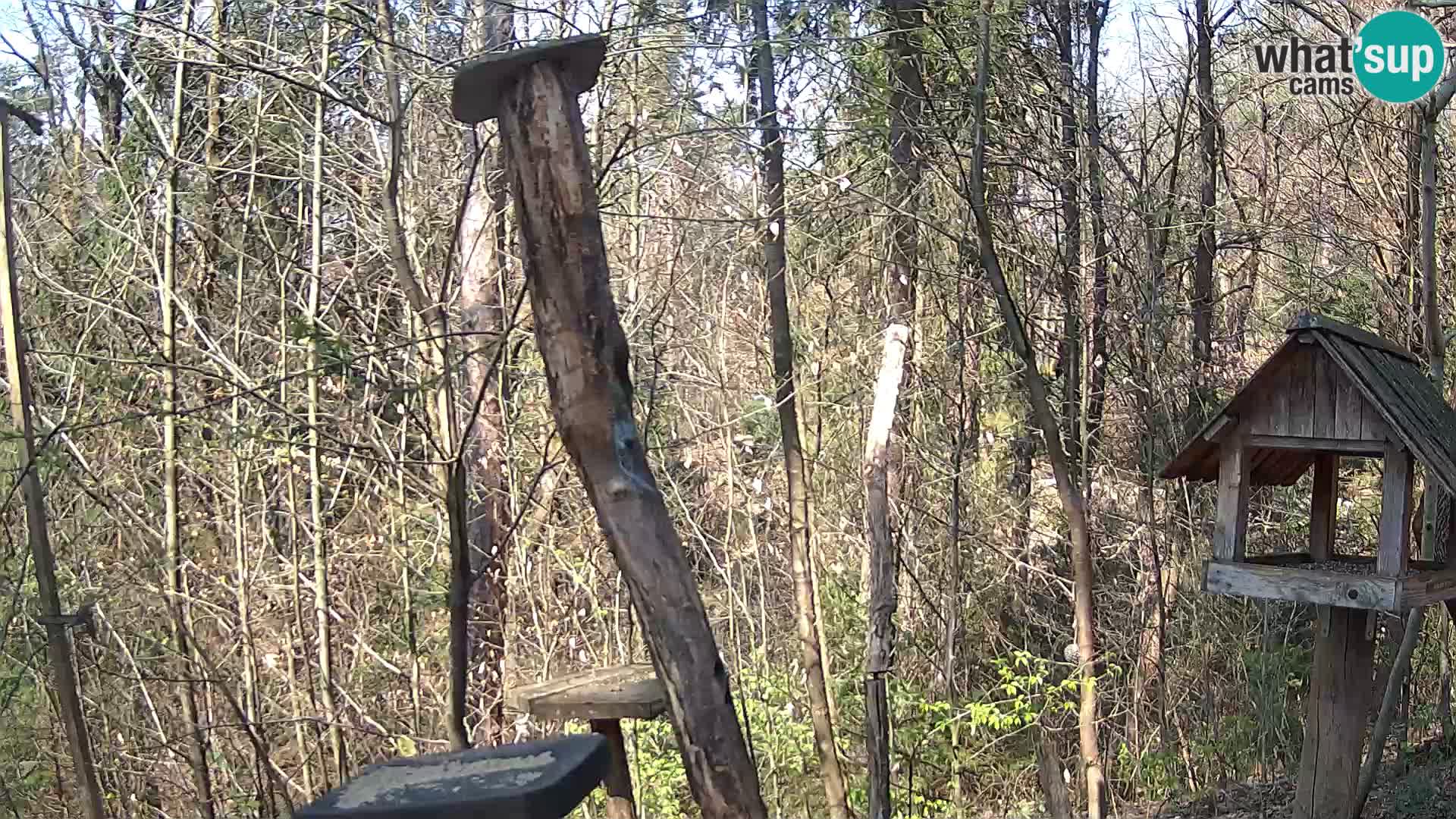 Mangeoires pour oiseaux au ZOO live webcam Ljubljana