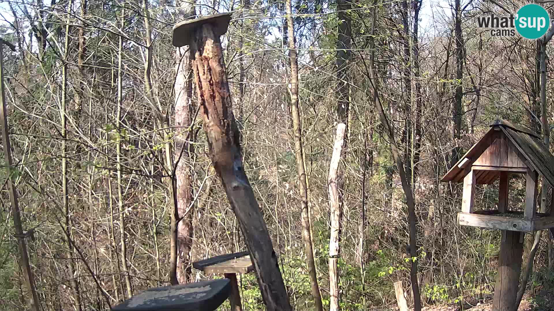 Vogelfutterhäuschen im ZOO webcam Ljubljana