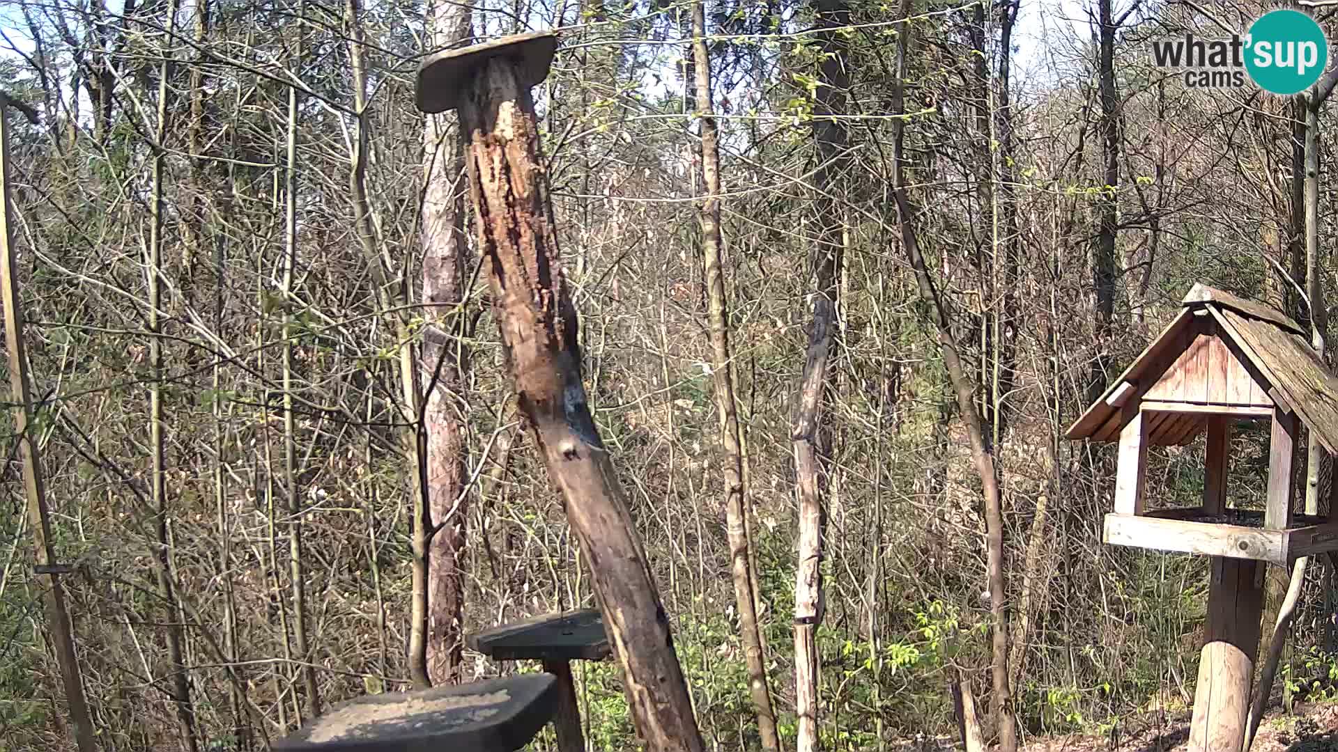 Hranilice za ptice u ZOO web kamera Ljubljana