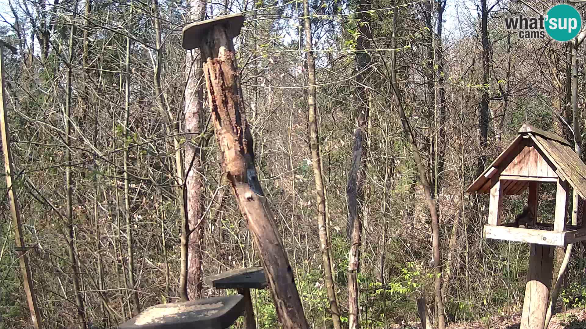 Comederos para pájaros en ZOO Ljubljana camera en vivo