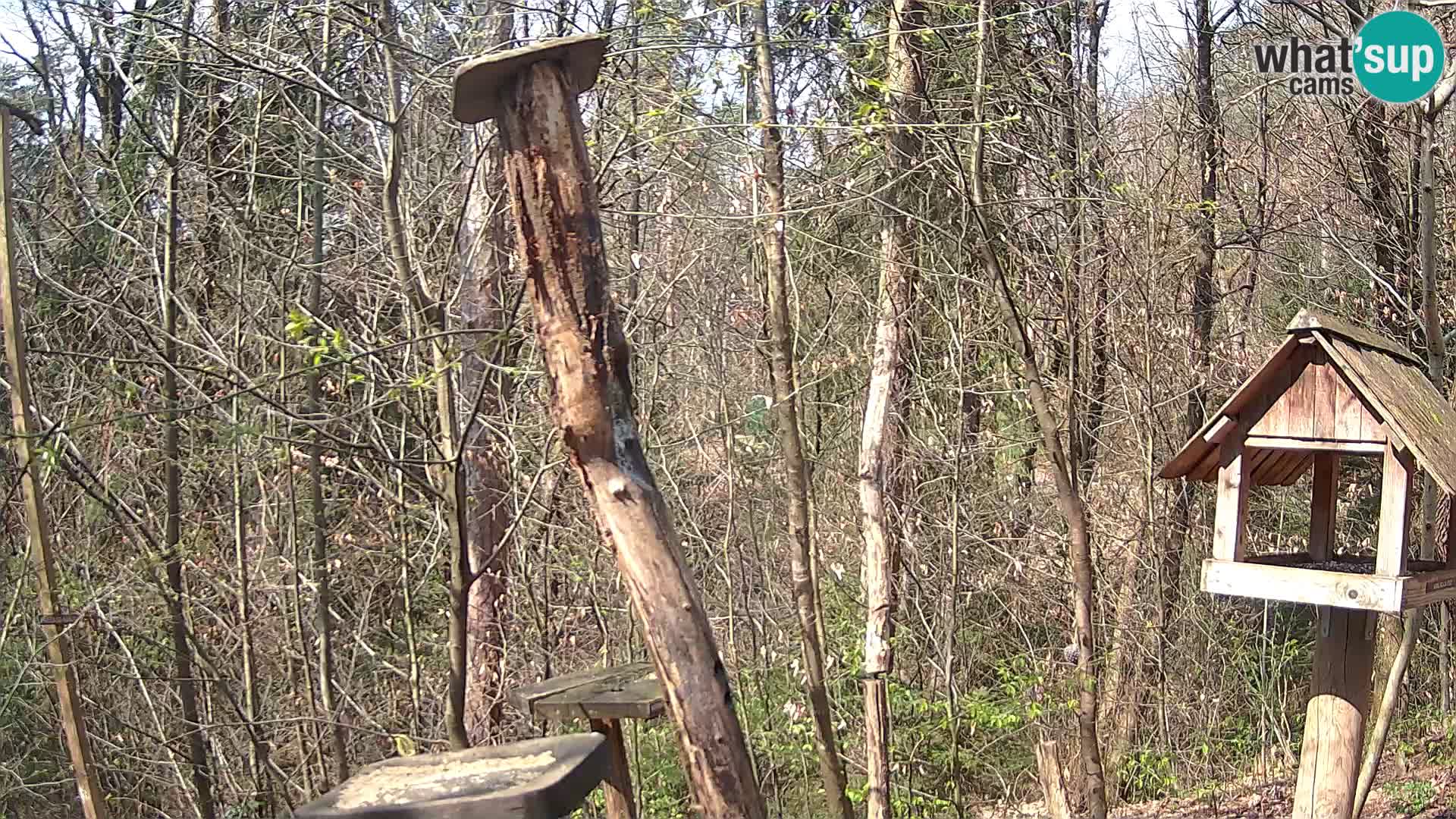 Mangiatoie per uccelli allo ZOO di Lubiana livecam