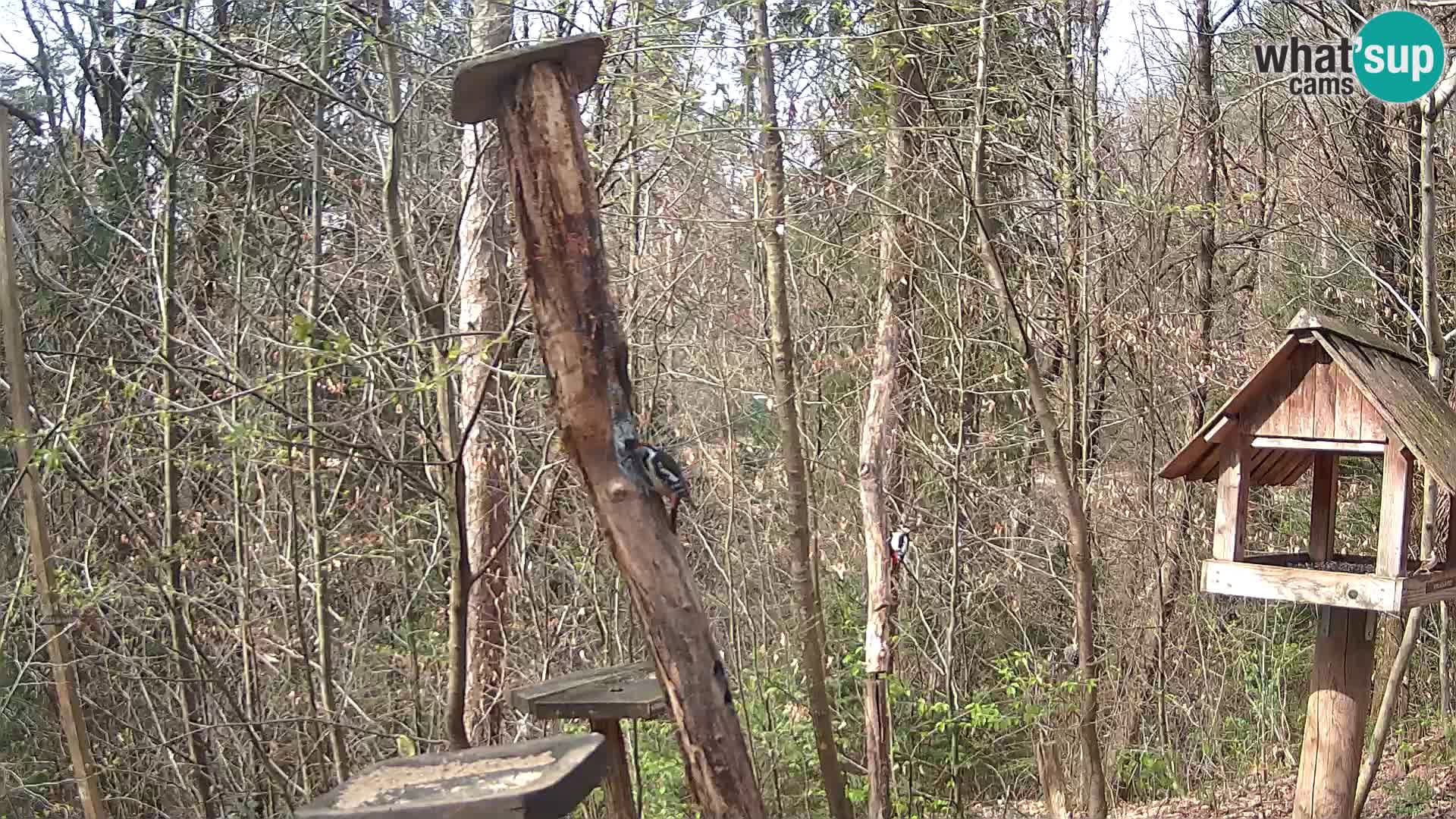 Comederos para pájaros en ZOO Ljubljana camera en vivo