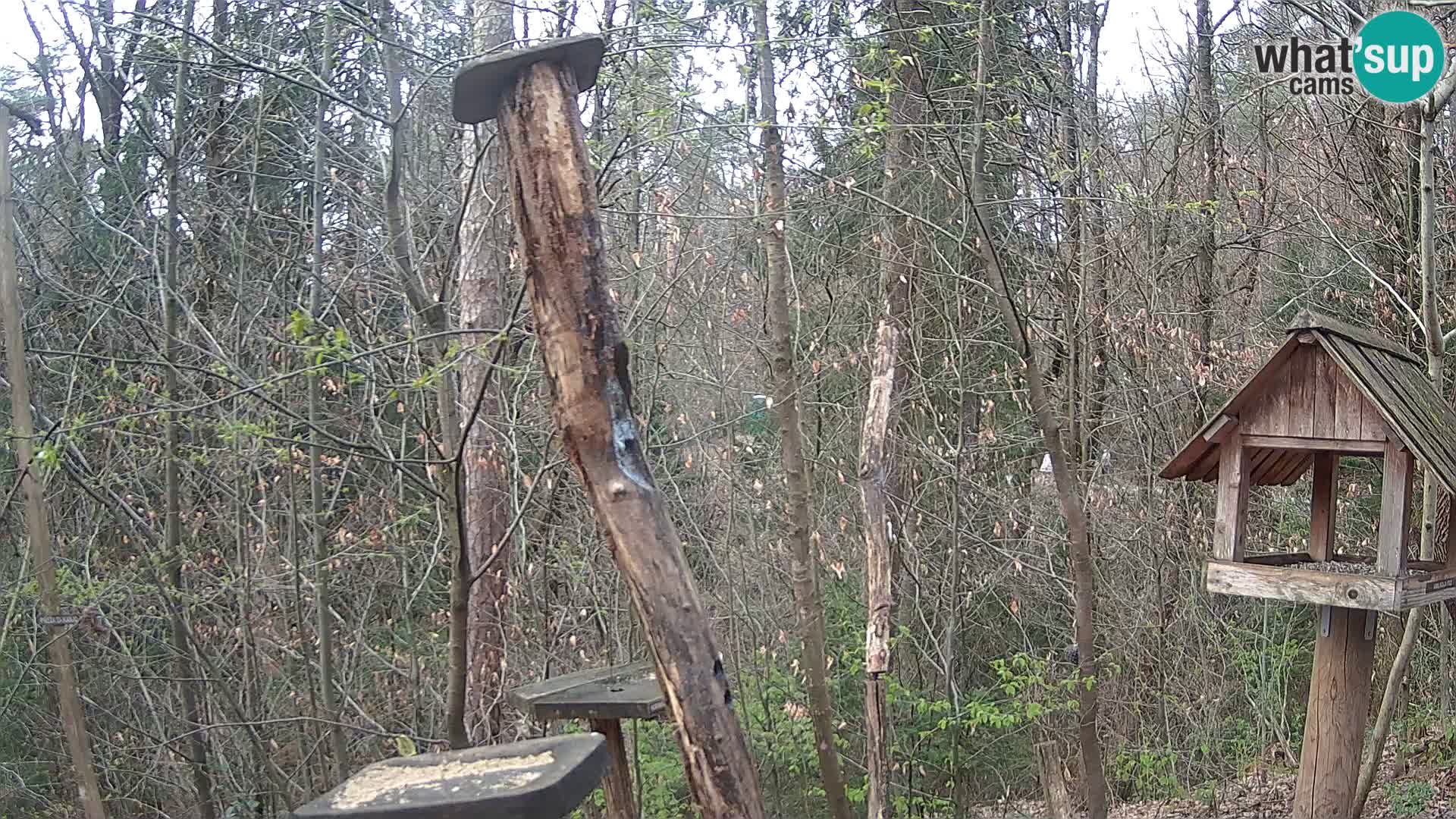 Comederos para pájaros en ZOO Ljubljana camera en vivo