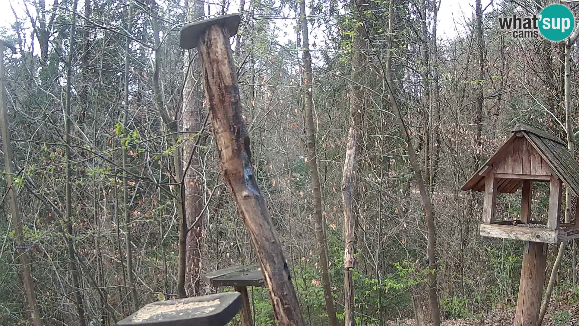 Mangeoires pour oiseaux au ZOO live webcam Ljubljana