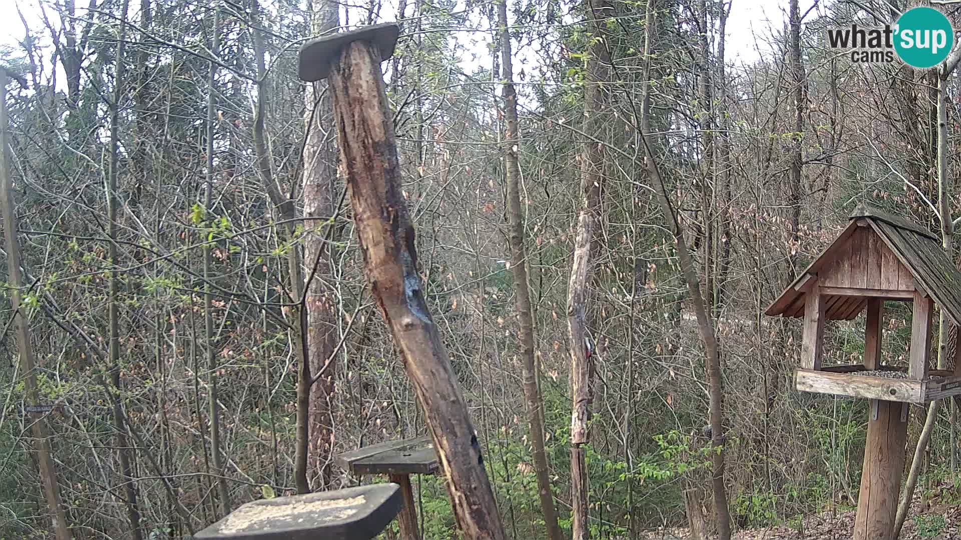 Mangiatoie per uccelli allo ZOO di Lubiana livecam