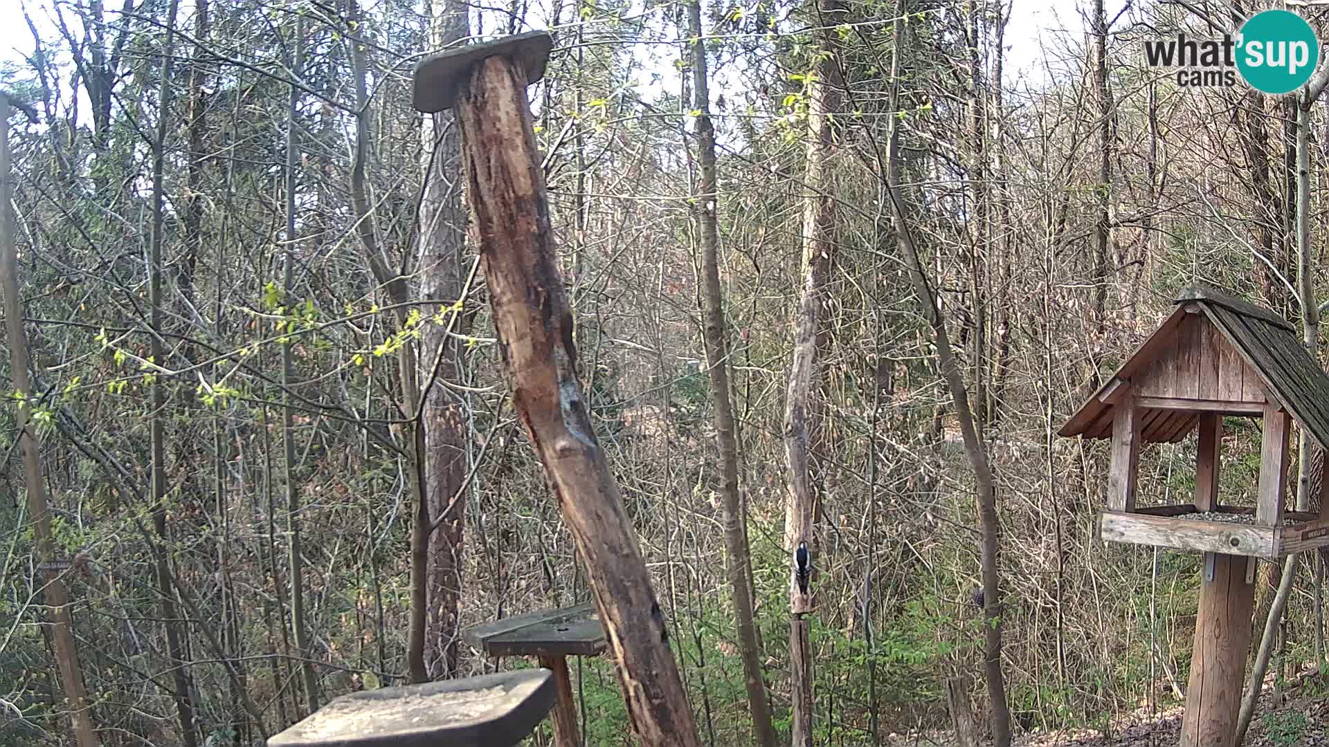 Comederos para pájaros en ZOO Ljubljana camera en vivo