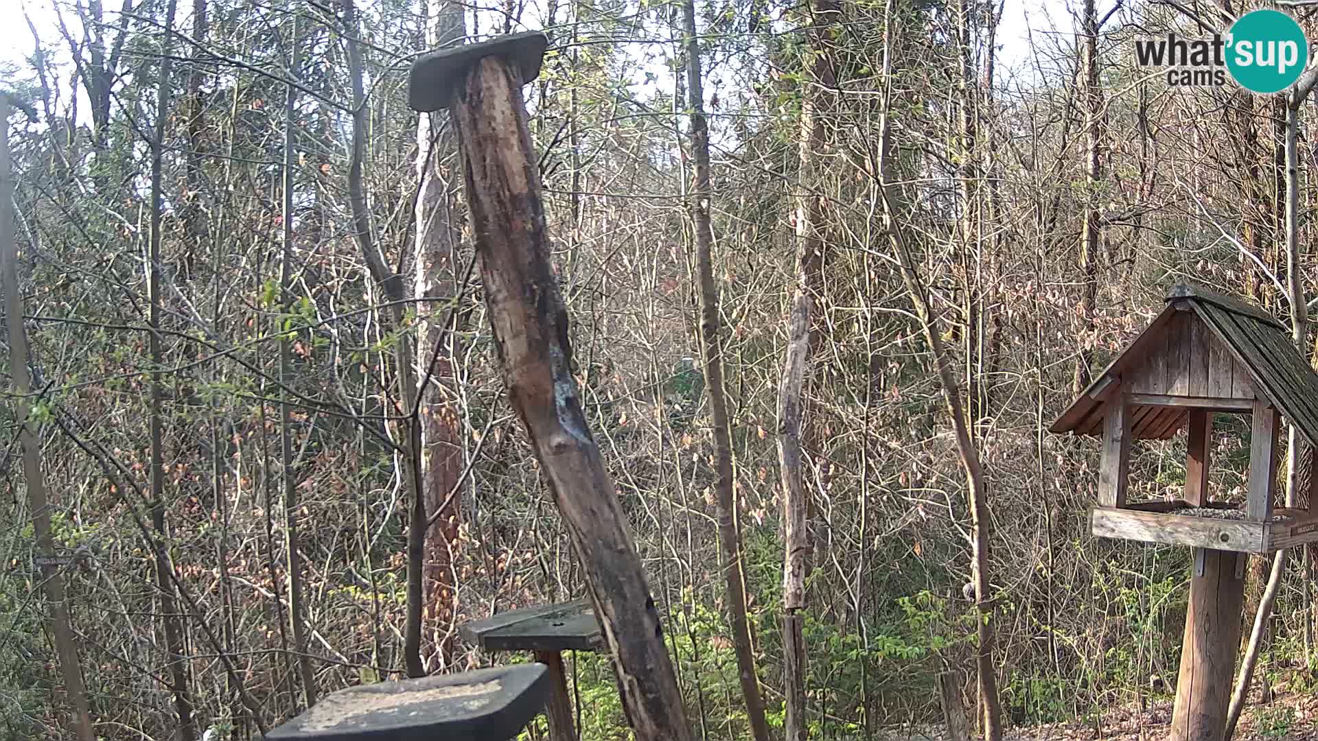 Hranilice za ptice u ZOO web kamera Ljubljana