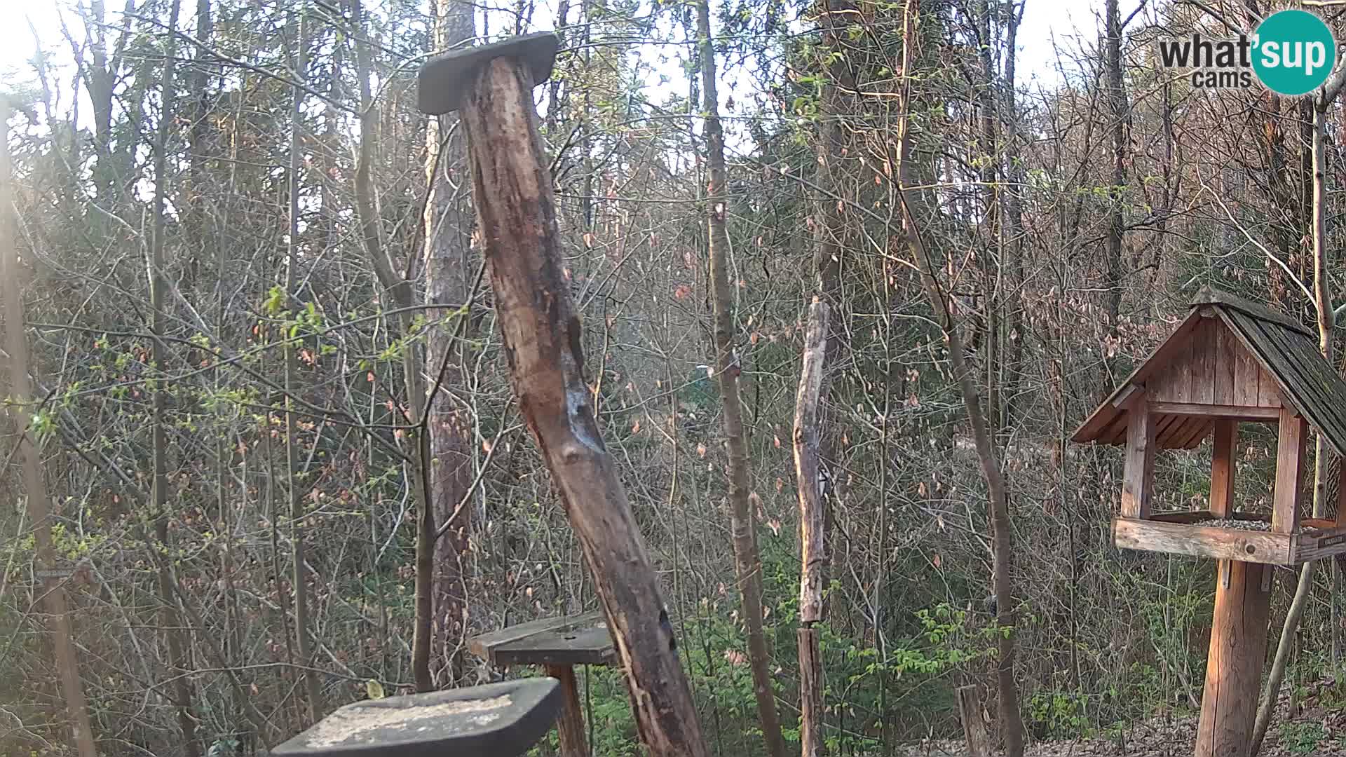 Hranilice za ptice u ZOO web kamera Ljubljana