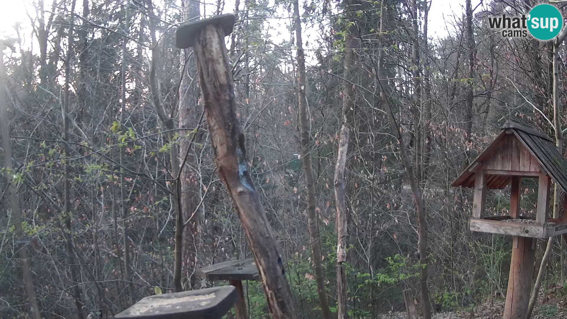 Mangiatoie per uccelli allo ZOO di Lubiana livecam