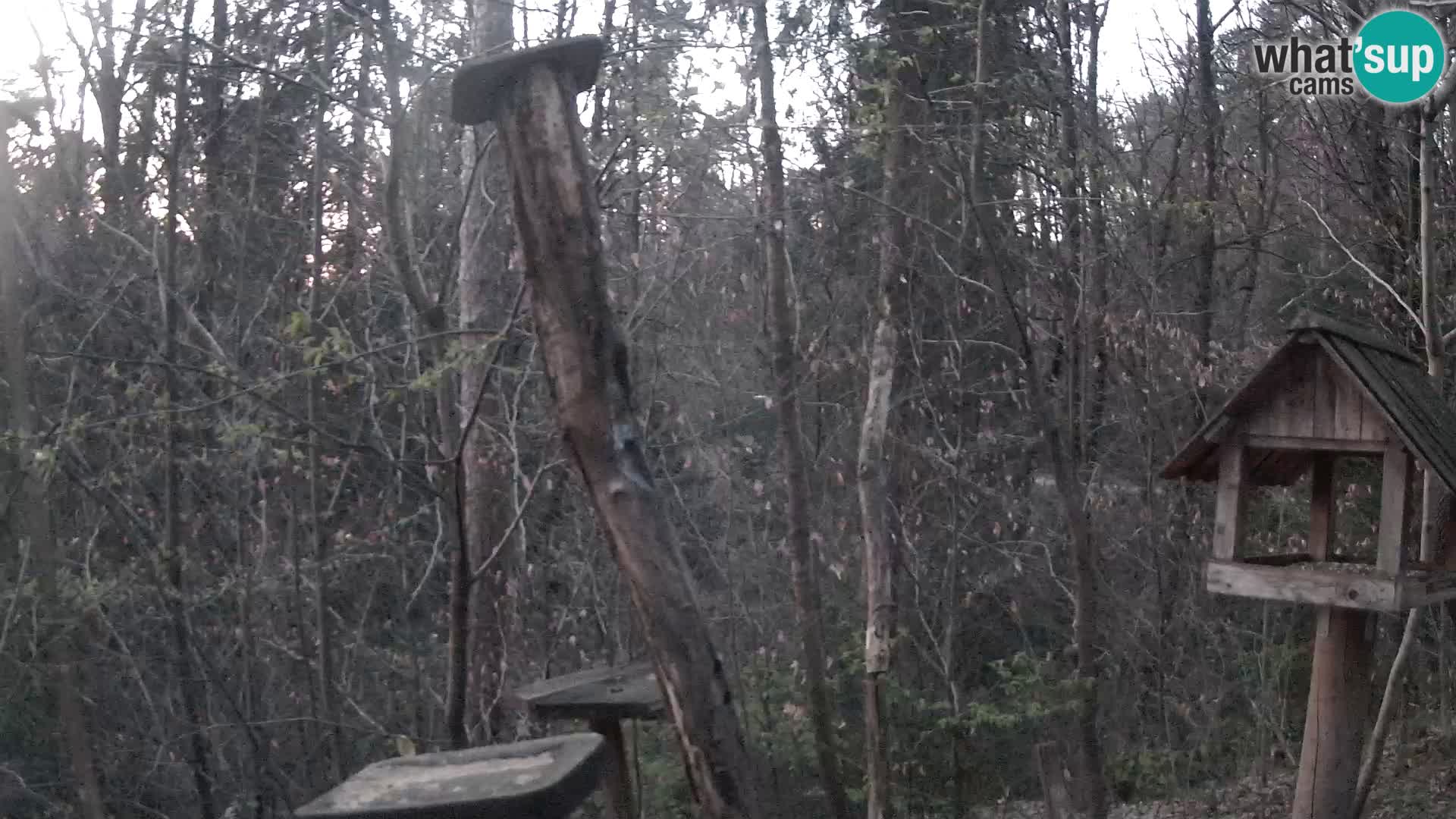 Mangiatoie per uccelli allo ZOO di Lubiana livecam