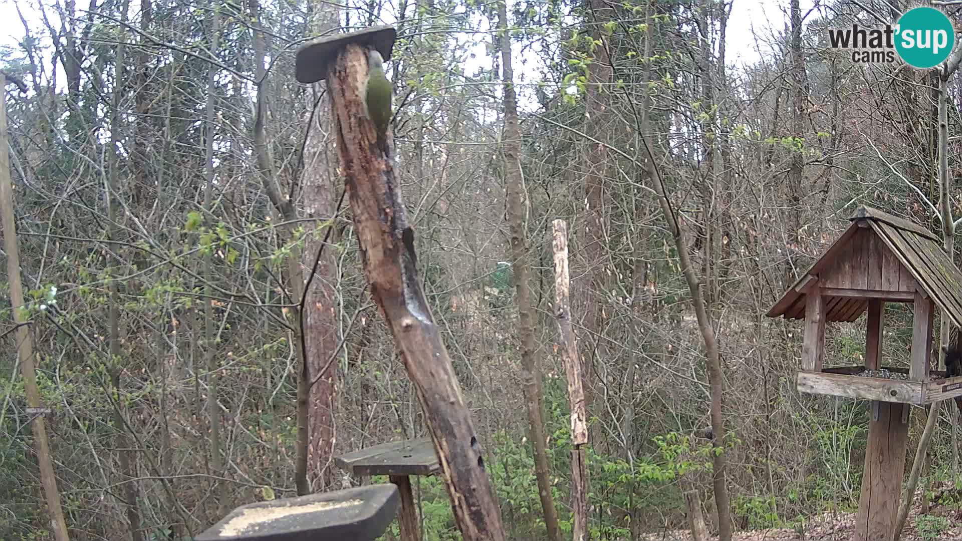 Vogelfutterhäuschen im ZOO webcam Ljubljana
