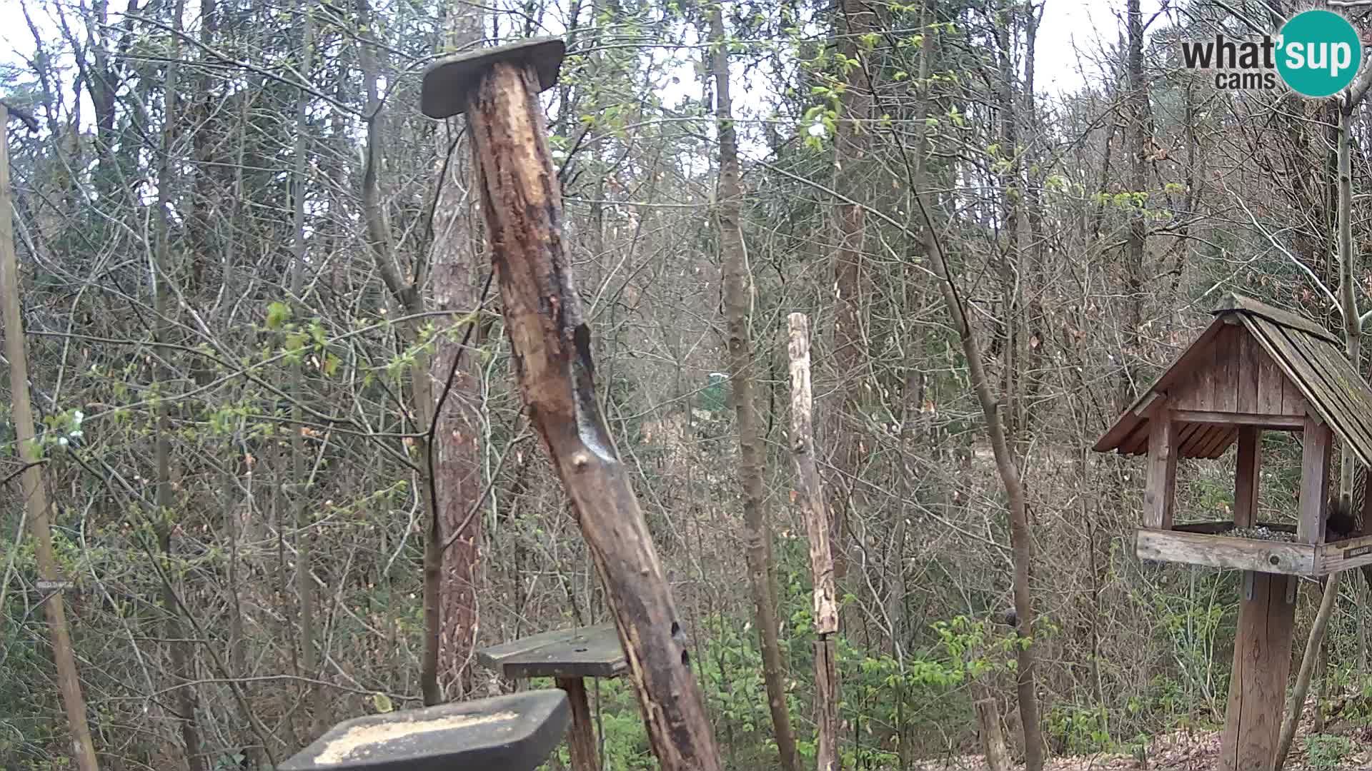 Vogelfutterhäuschen im ZOO webcam Ljubljana