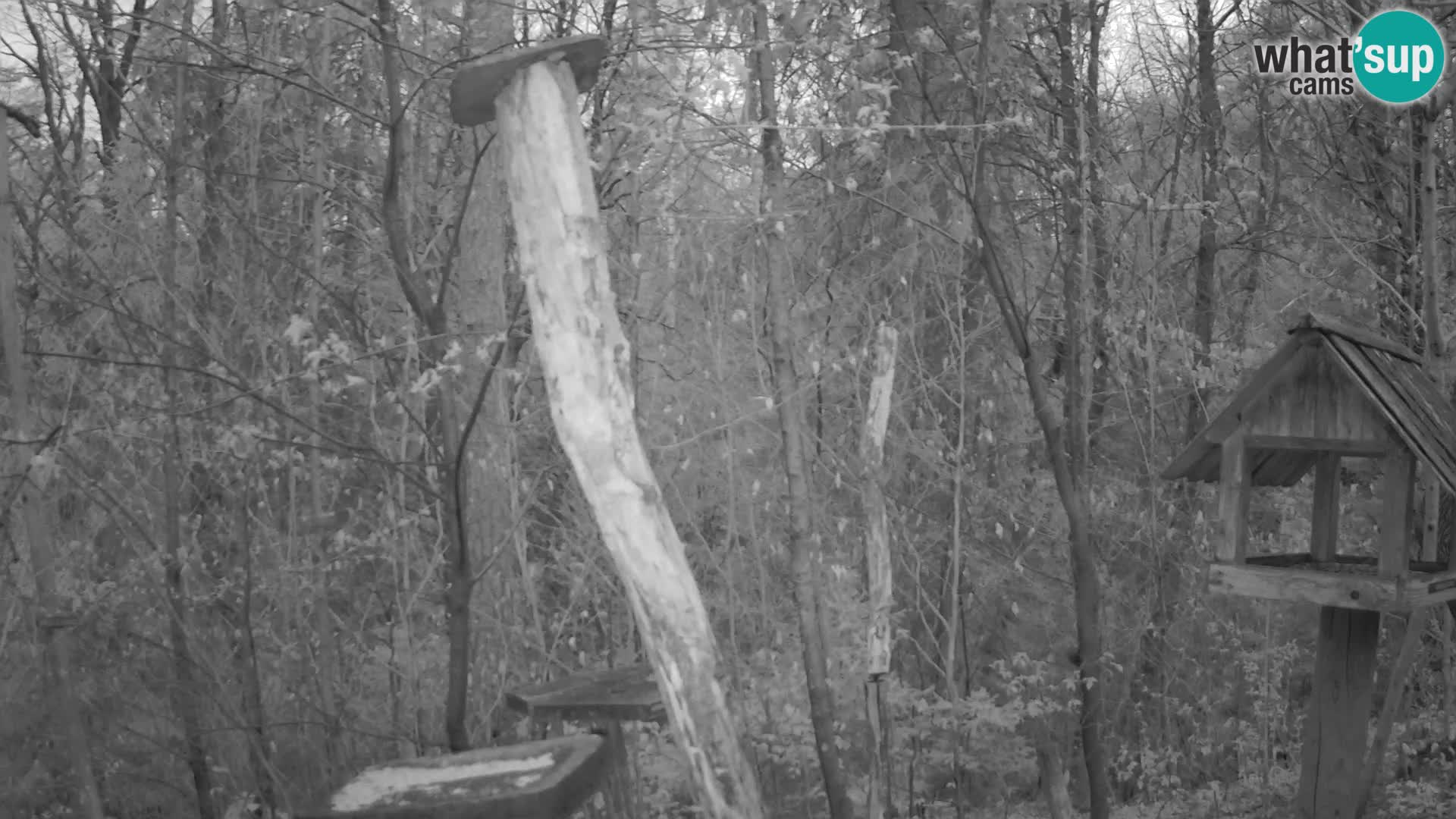 Comederos para pájaros en ZOO Ljubljana camera en vivo