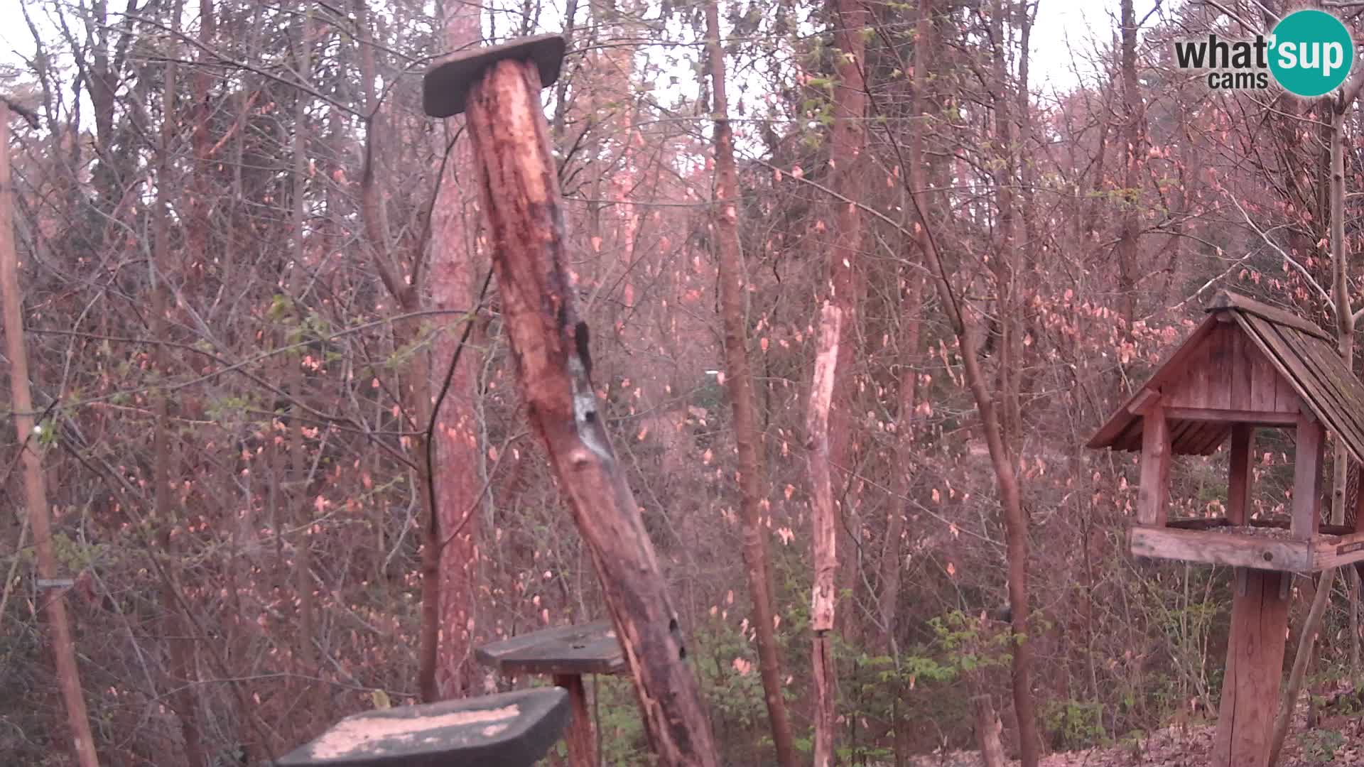 Vogelfutterhäuschen im ZOO webcam Ljubljana