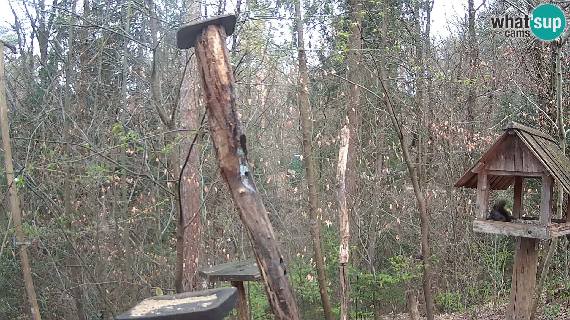 Vogelfutterhäuschen im ZOO webcam Ljubljana