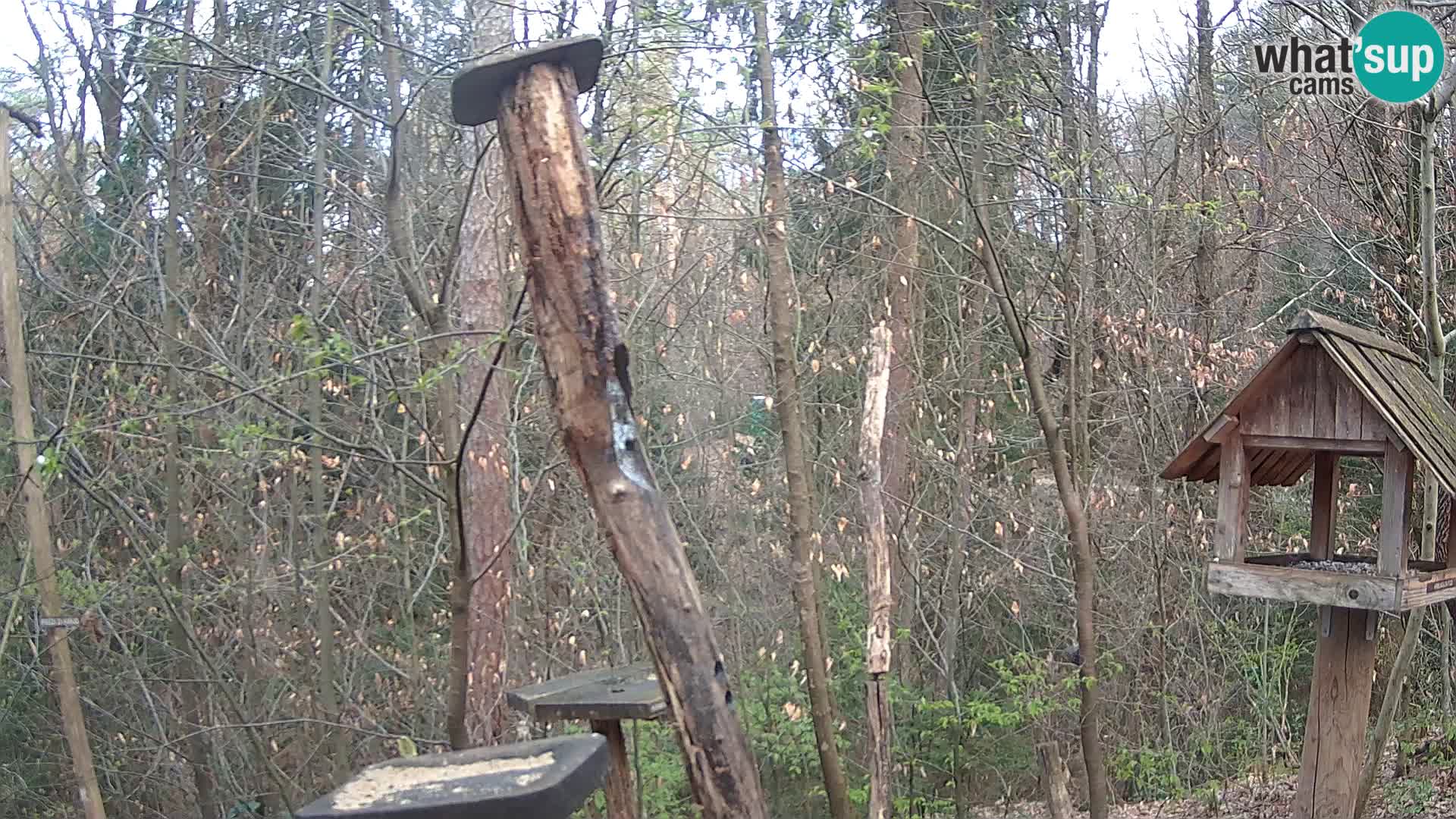 Vogelfutterhäuschen im ZOO webcam Ljubljana