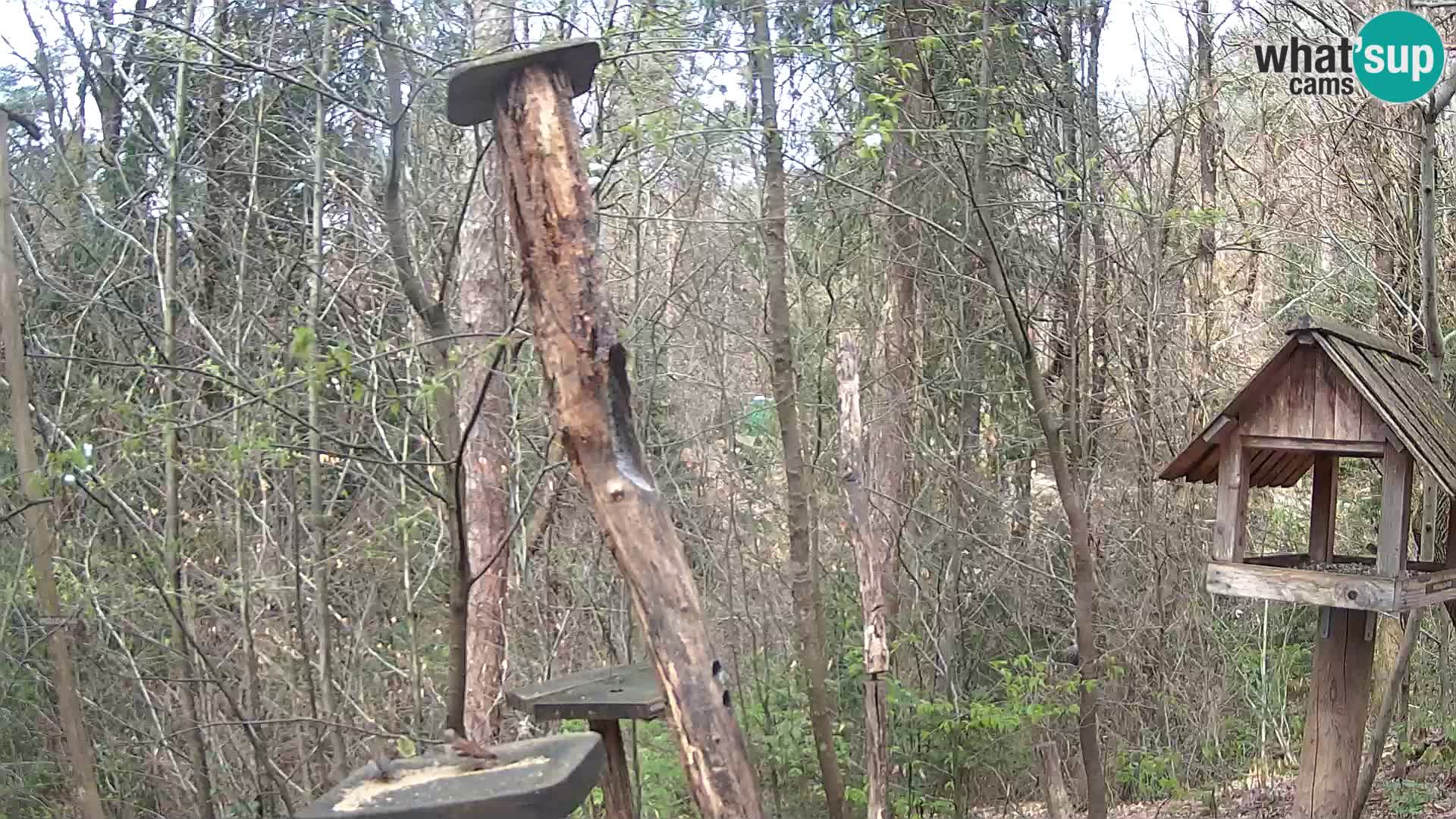Bird feeders at ZOO Ljubljana webcam