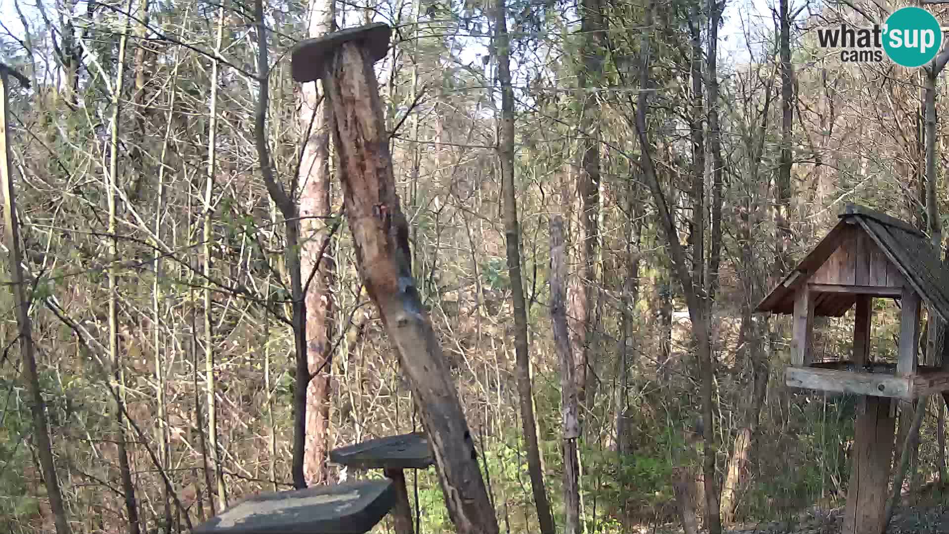 Mangeoires pour oiseaux au ZOO live webcam Ljubljana