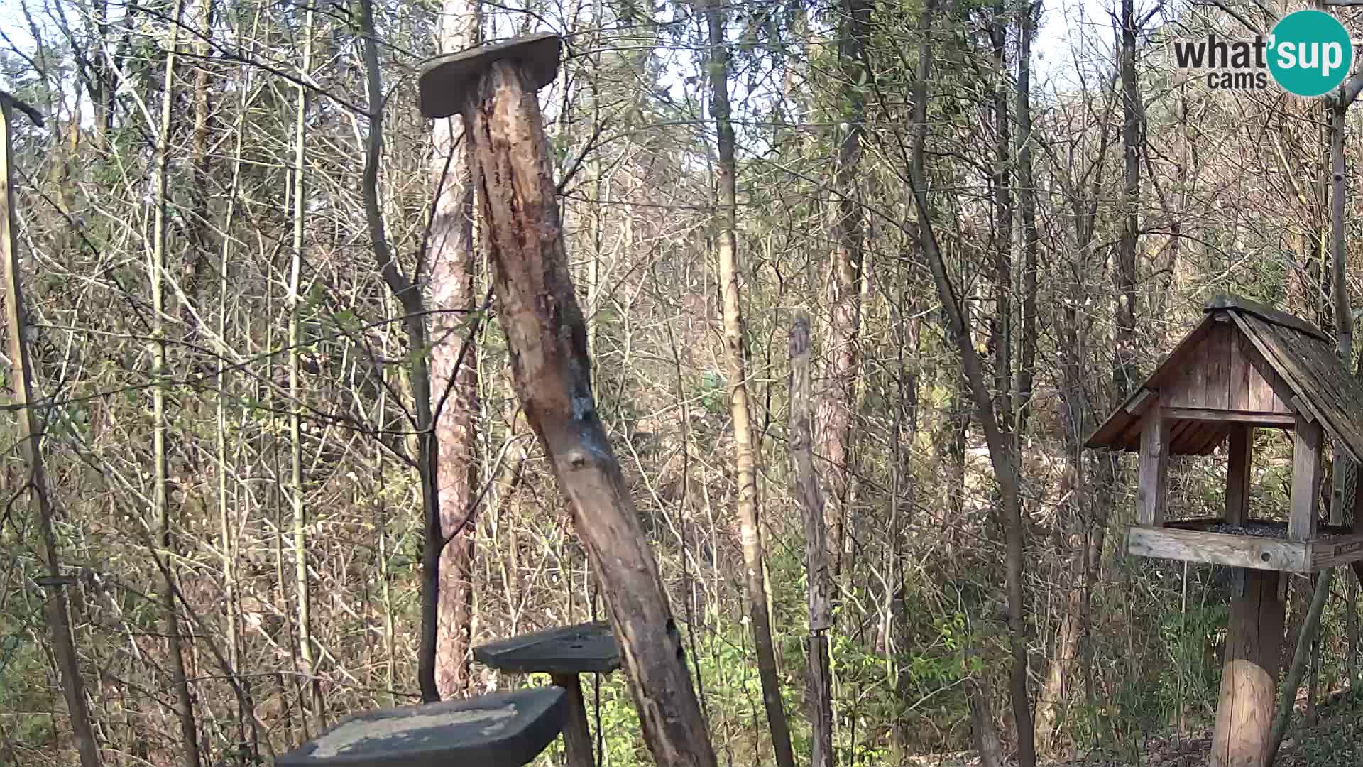 Bird feeders at ZOO Ljubljana webcam