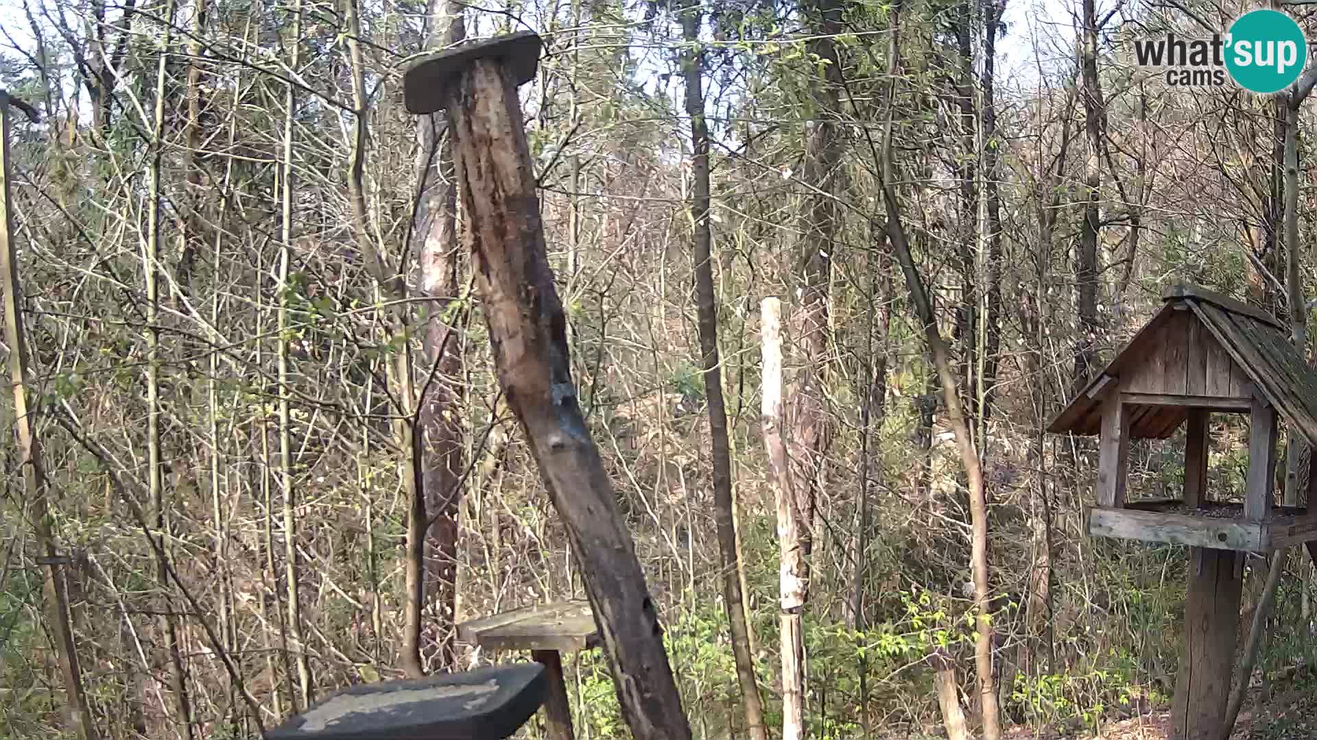 Comederos para pájaros en ZOO Ljubljana camera en vivo
