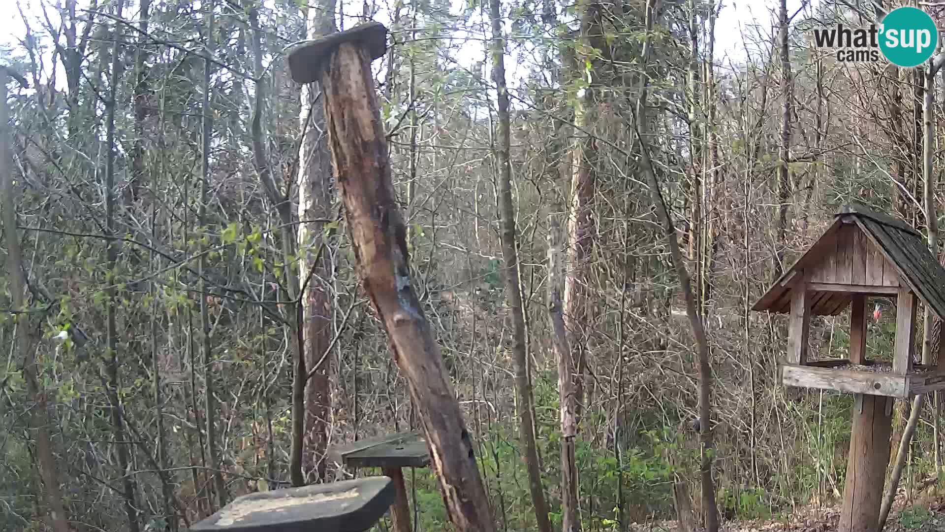 Hranilice za ptice u ZOO web kamera Ljubljana