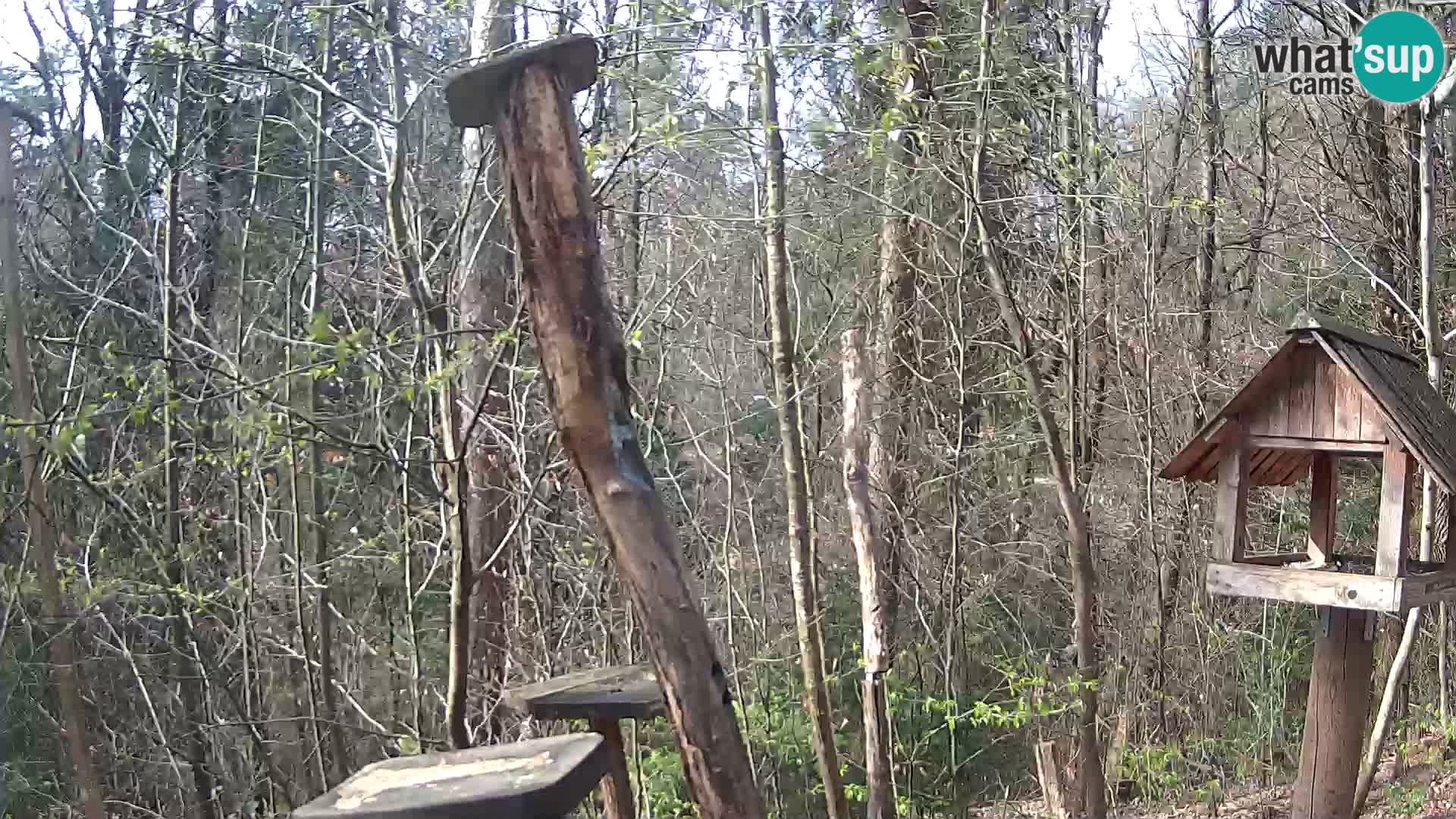 Vogelfutterhäuschen im ZOO webcam Ljubljana