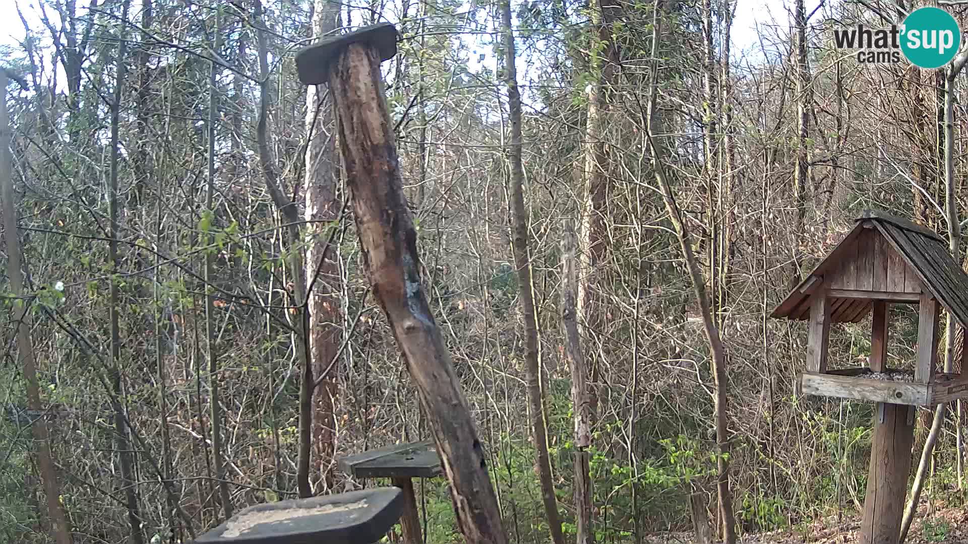 Hranilice za ptice u ZOO web kamera Ljubljana