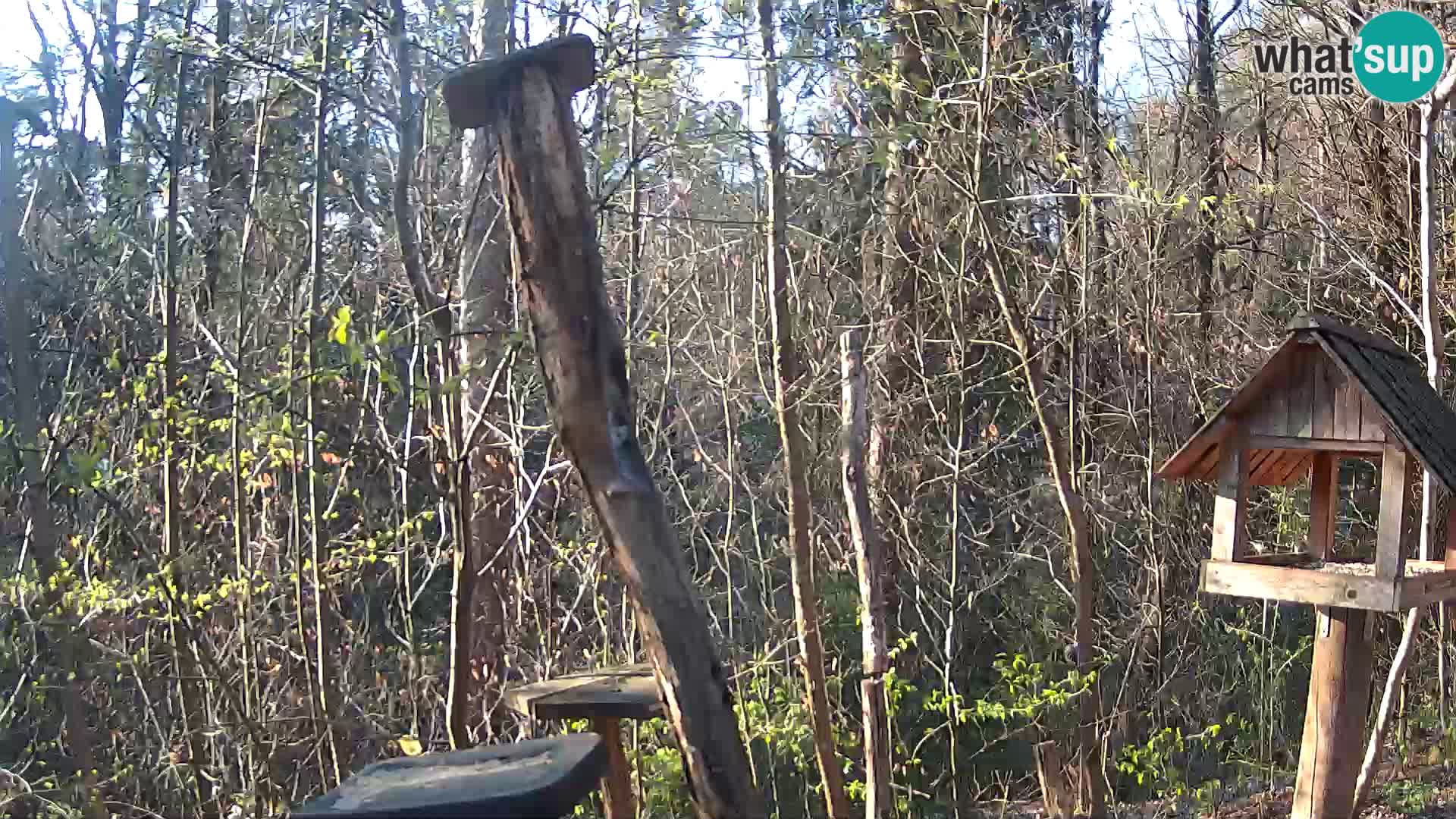 Hranilice za ptice u ZOO web kamera Ljubljana