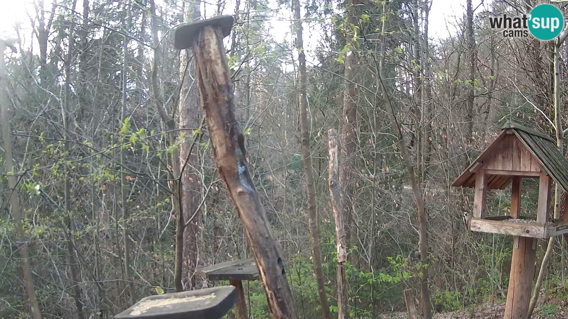 Krmilnice za ptiče v ZOO Ljubljana spletna kamera