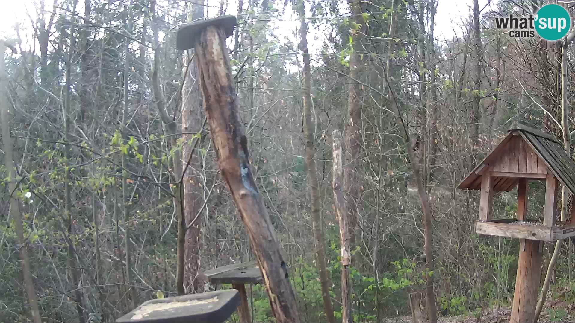 Comederos para pájaros en ZOO Ljubljana camera en vivo