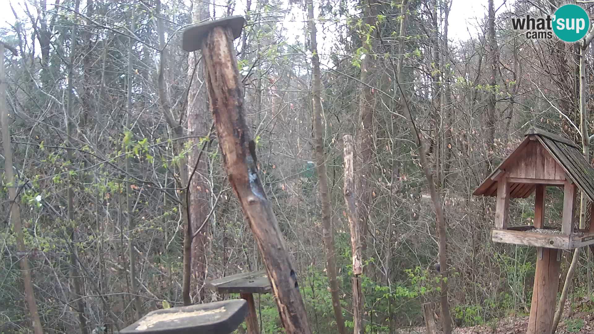 Hranilice za ptice u ZOO web kamera Ljubljana