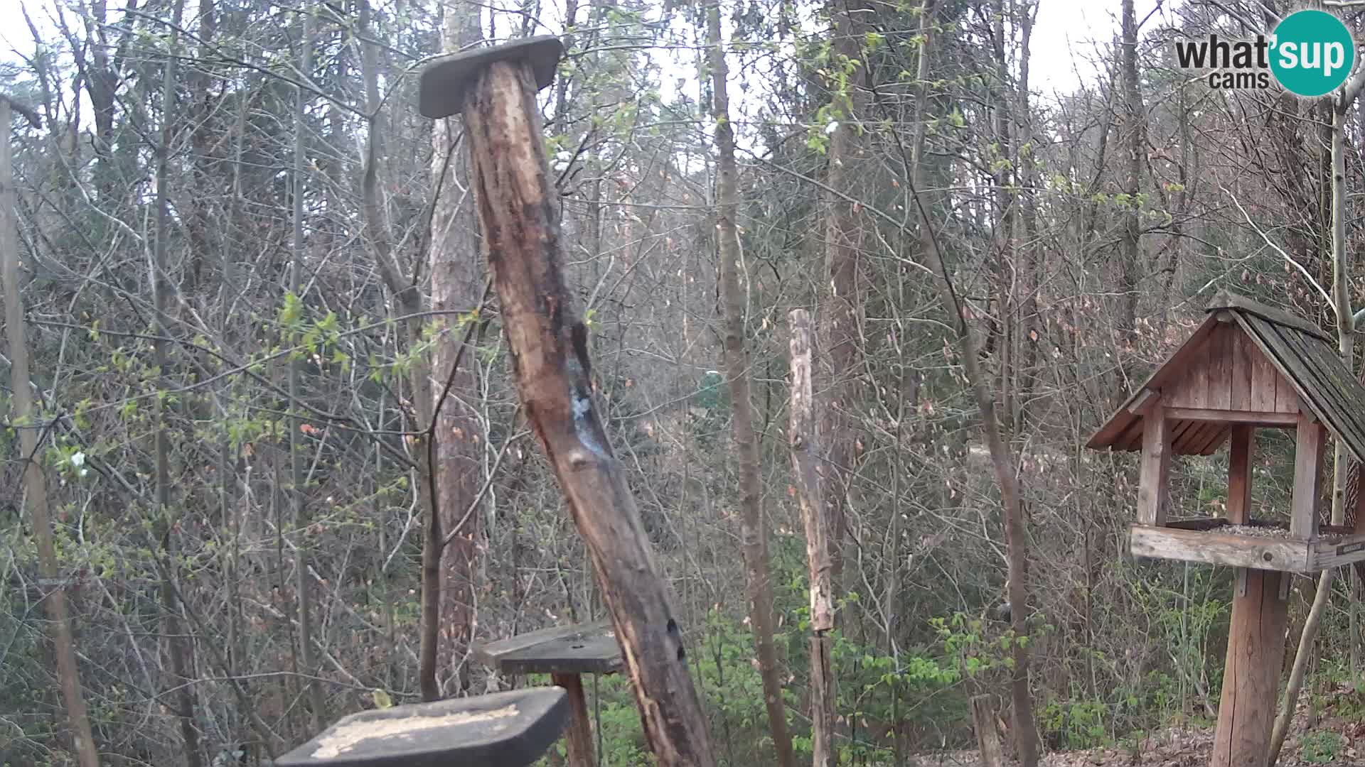 Comederos para pájaros en ZOO Ljubljana camera en vivo