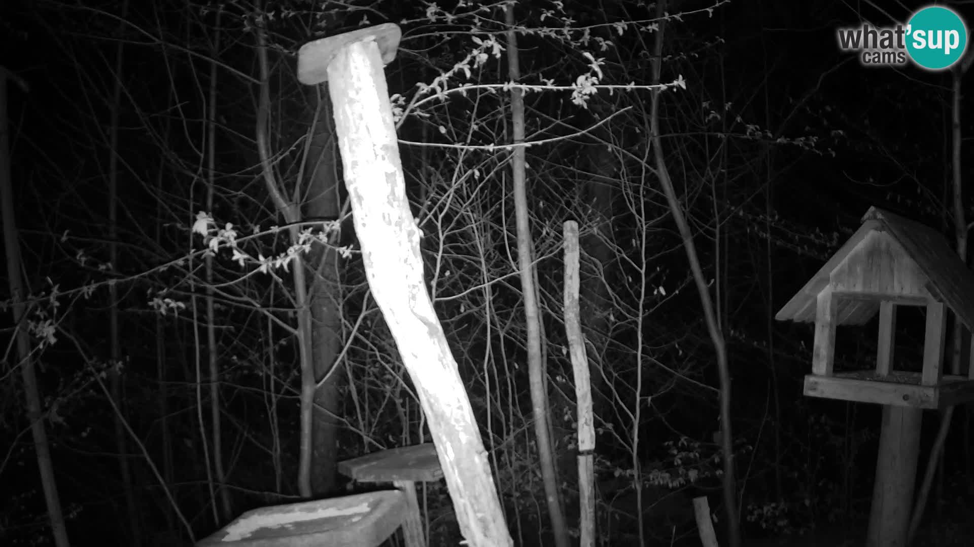 Mangeoires pour oiseaux au ZOO live webcam Ljubljana