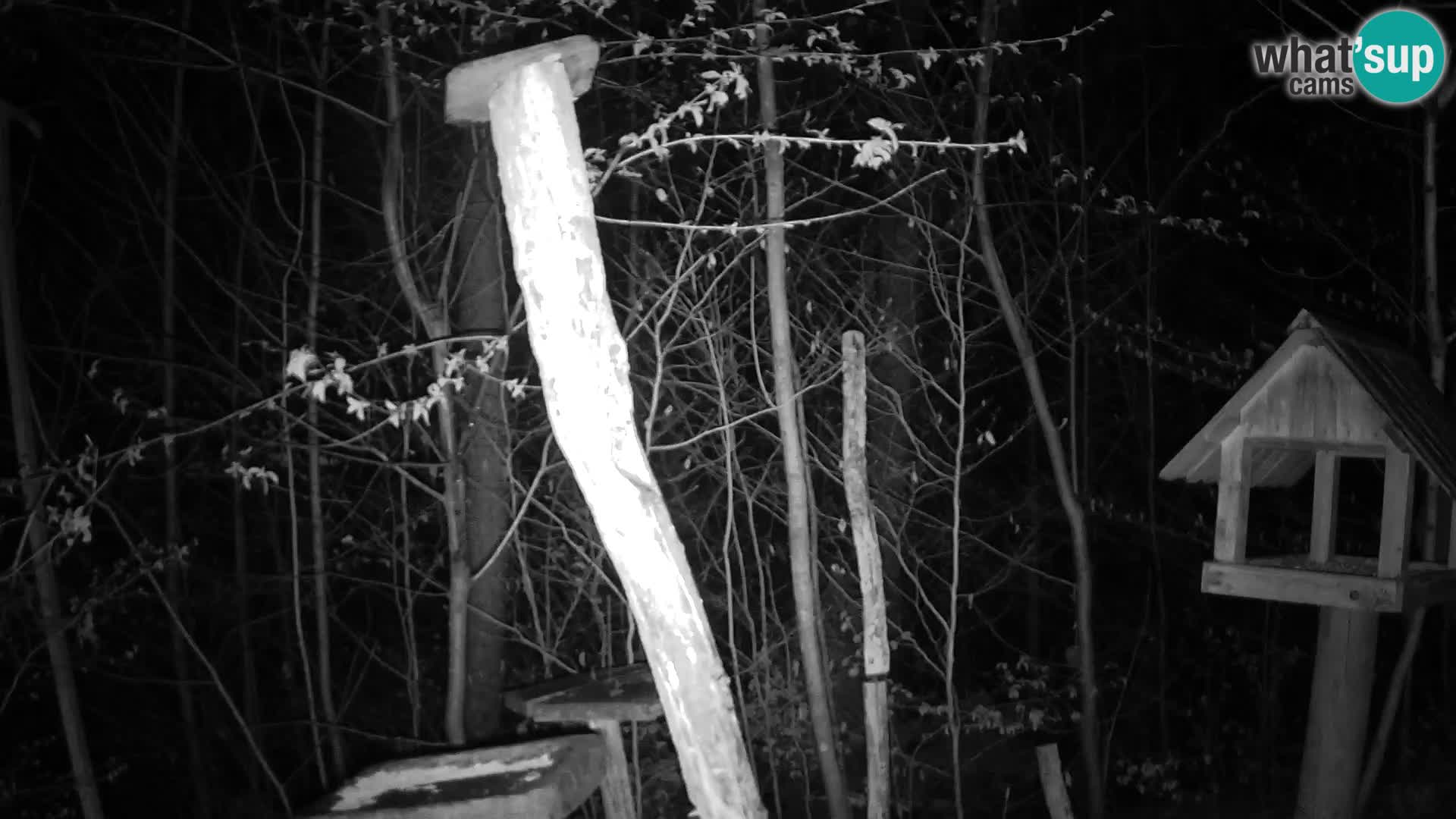 Mangeoires pour oiseaux au ZOO live webcam Ljubljana