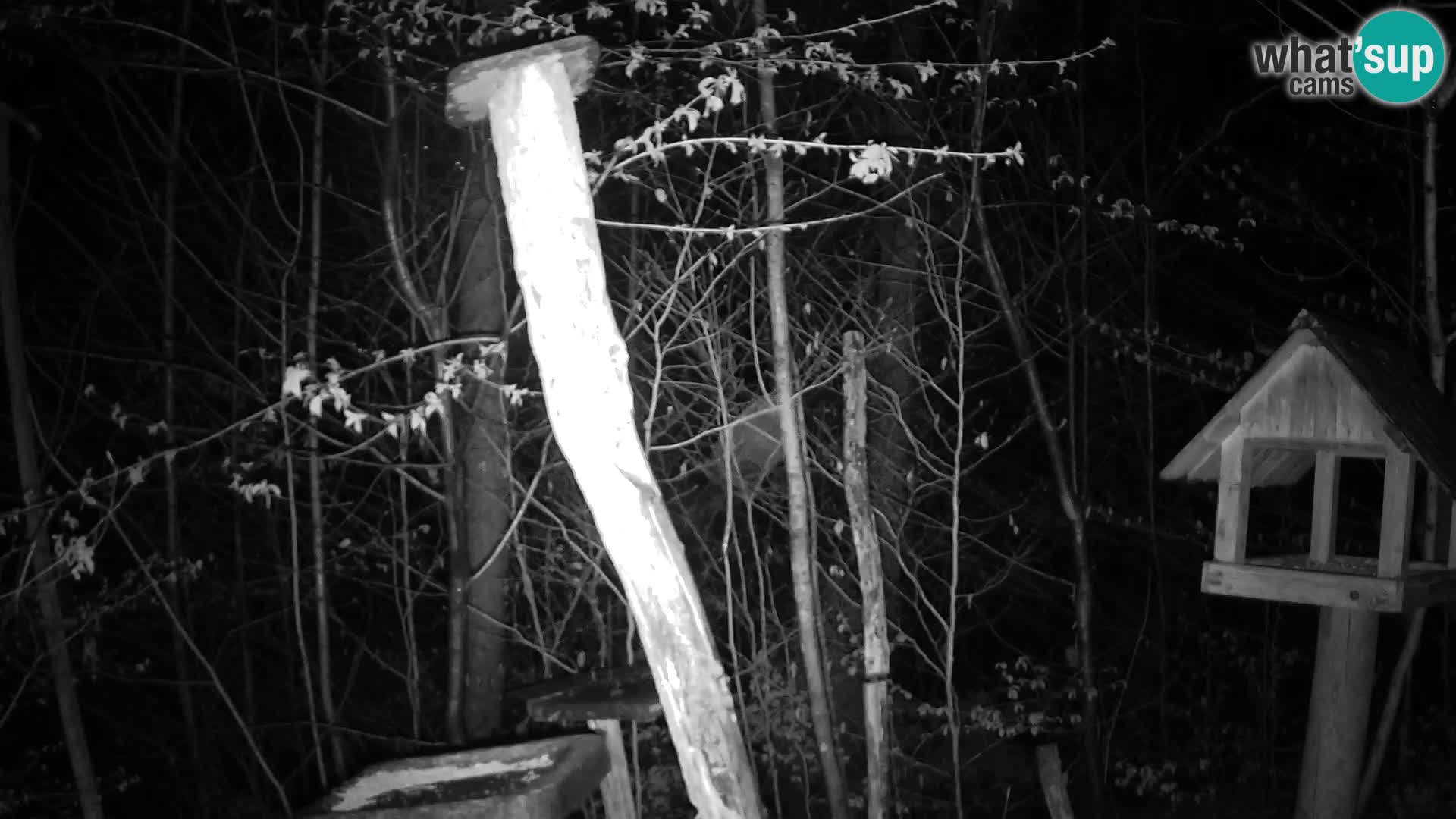 Krmilnice za ptiče v ZOO Ljubljana spletna kamera