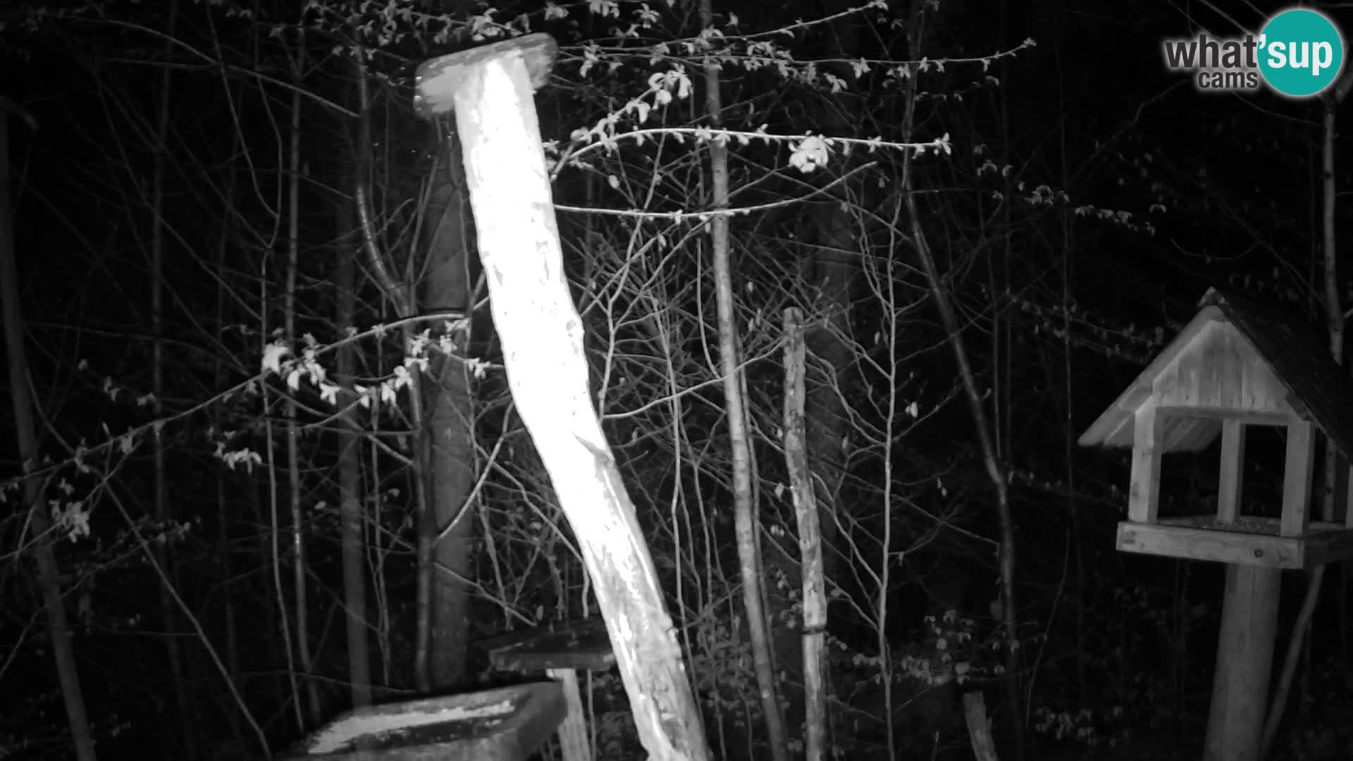 Bird feeders at ZOO Ljubljana webcam