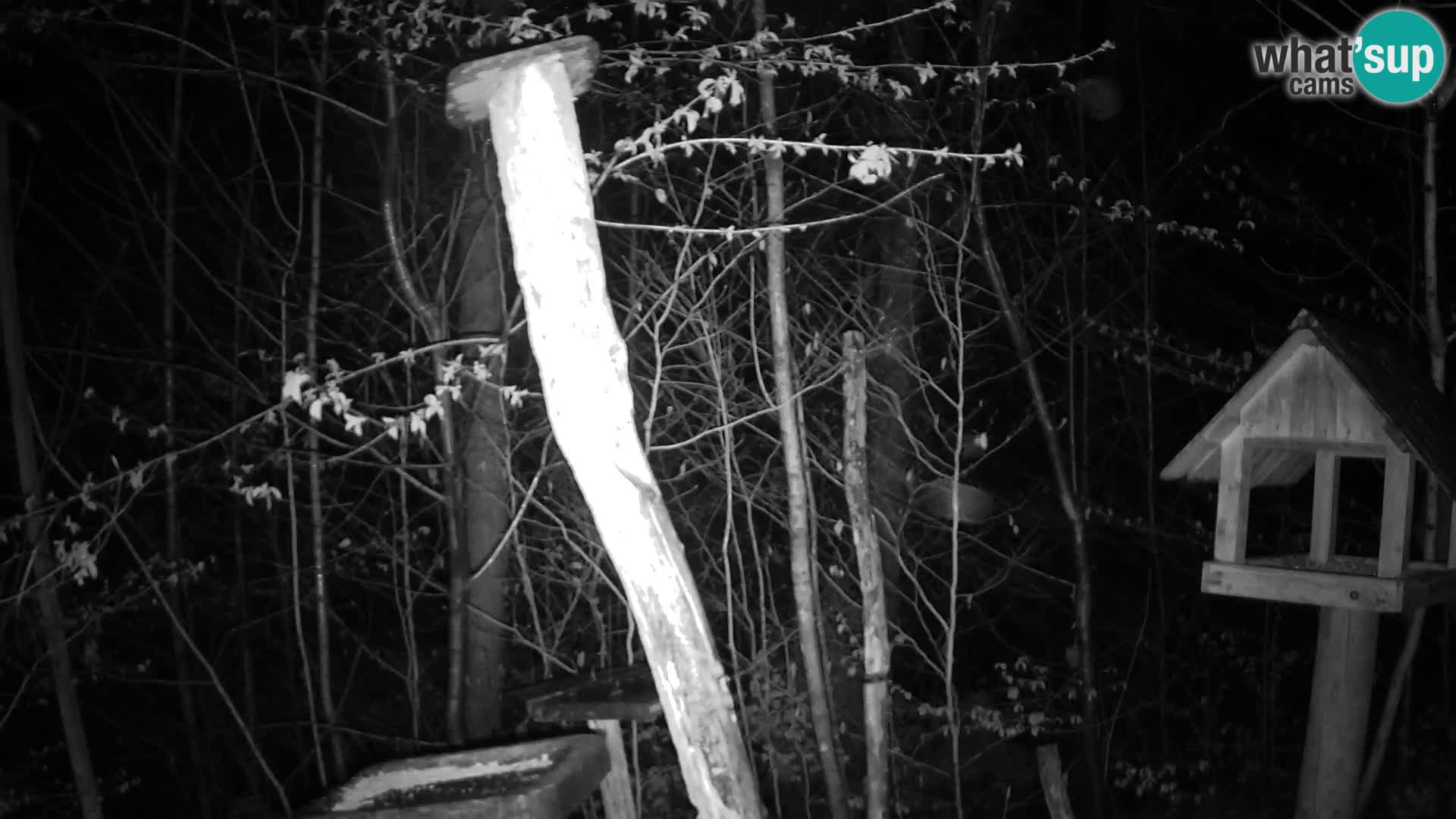 Mangiatoie per uccelli allo ZOO di Lubiana livecam